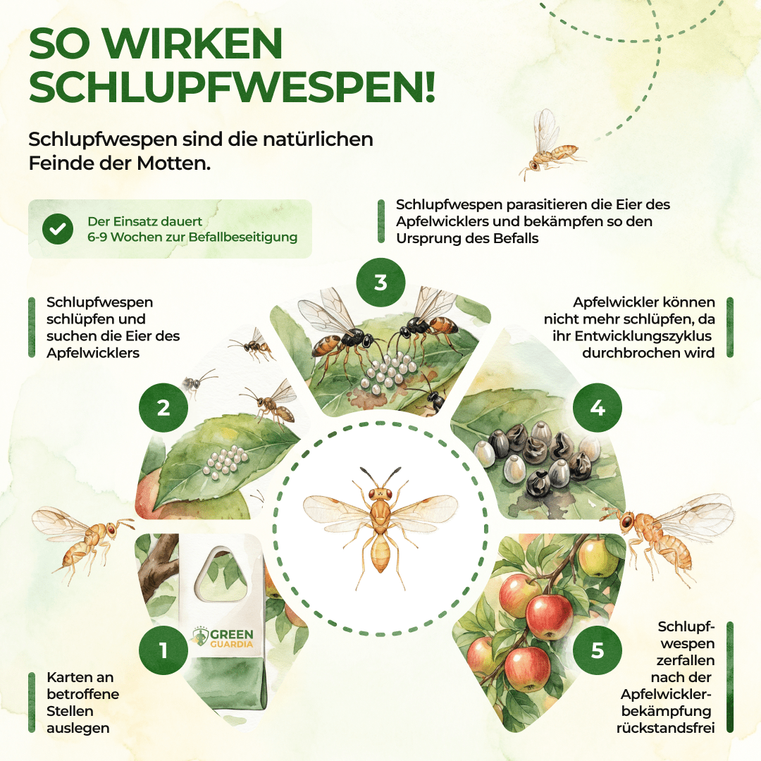 Schlupfwespen gegen Apfelwickler - Green Guardia - Ihr Experte für Schädlinge und Pflanzen