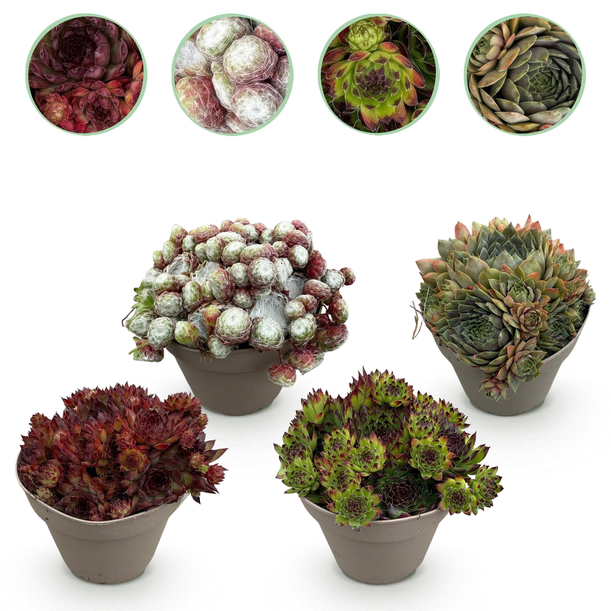 Sempervivum ‘Big Sam’ – Bodendecker – winterhart & pflegeleicht – verschiedene Farben – 4 Pflanzen – 14 cm Topf, ca. 17 cm hoch - Green Guardia - Ihr Experte für Schädlinge und Pflanzen
