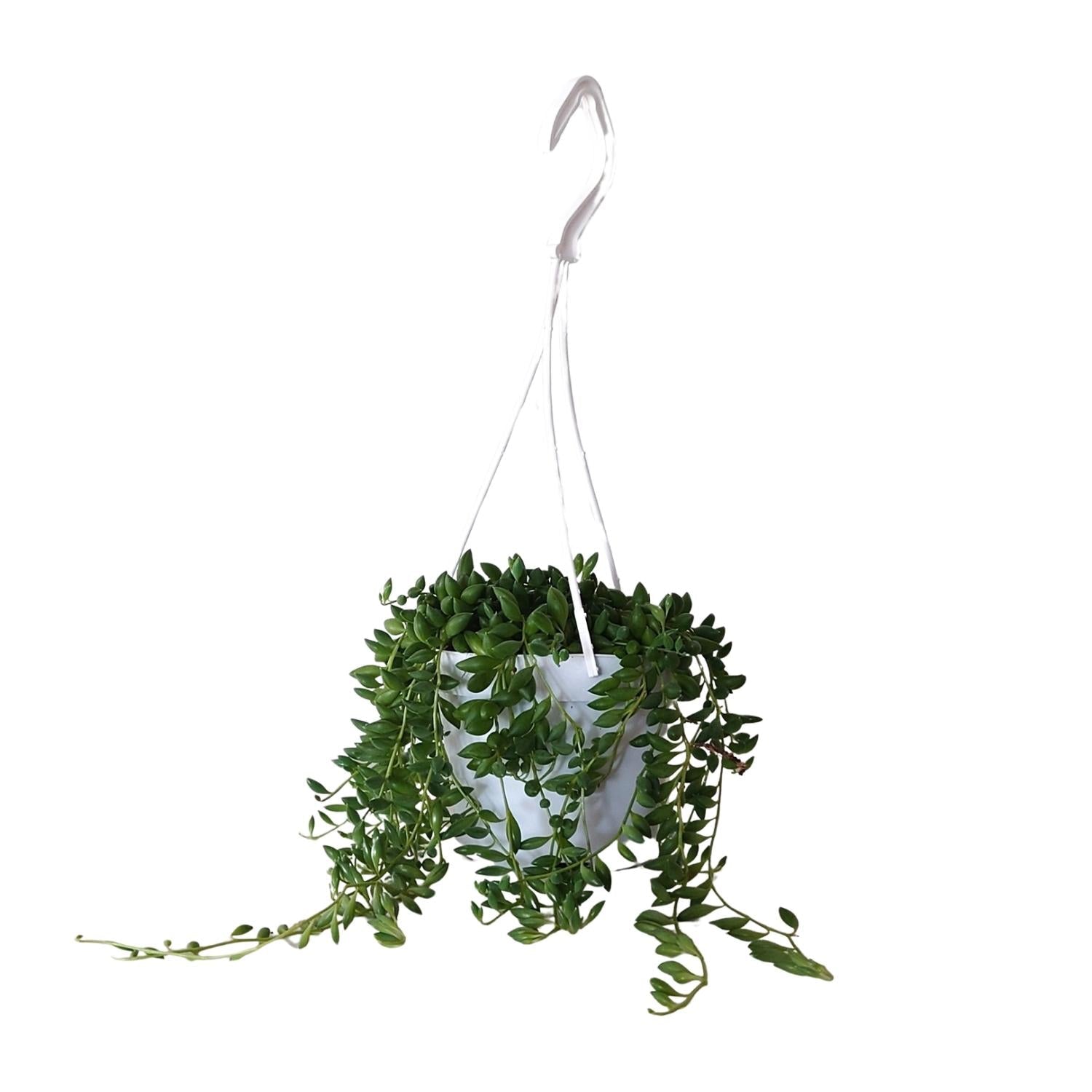 Senecio Herreianus – Erbsenpflanze - 20 - 25 cm - Green Guardia - Ihr Experte für Schädlinge und Pflanzen