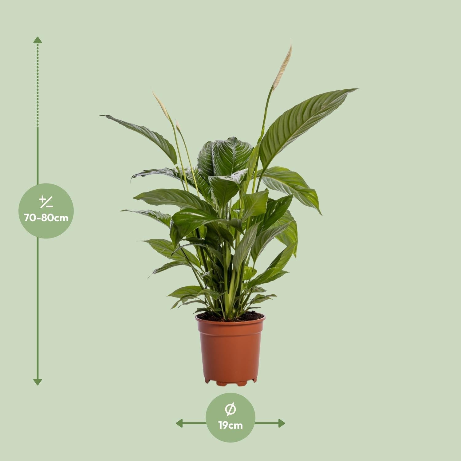 Spathiphyllum – Friedenslilie - verschiedene Farben & Größen - Green Guardia - Ihr Experte für Schädlinge und Pflanzen