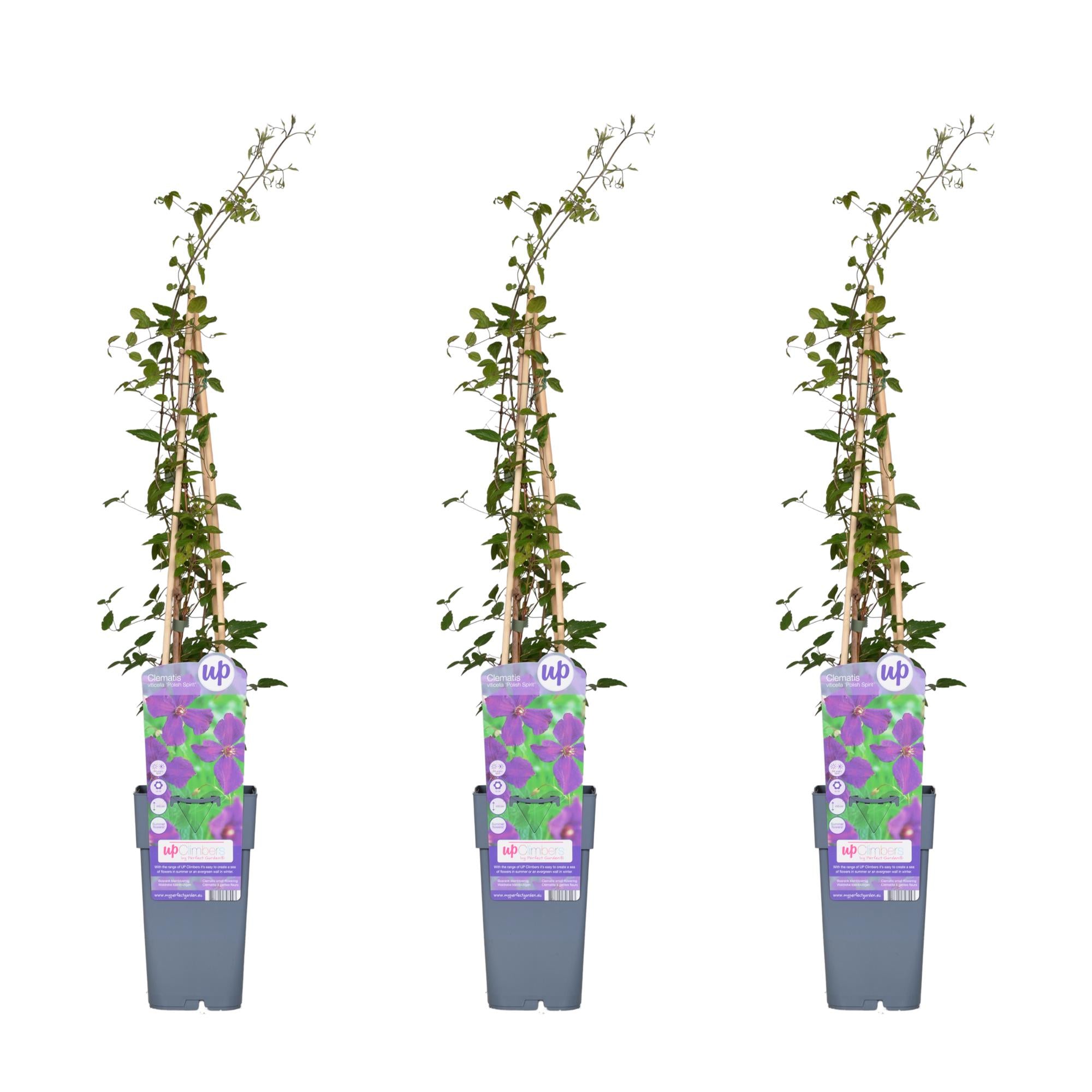 Clematis 'Polish Spirit' – vigorously growing summer flowering plant, 15 cm pot, 65 cm tall