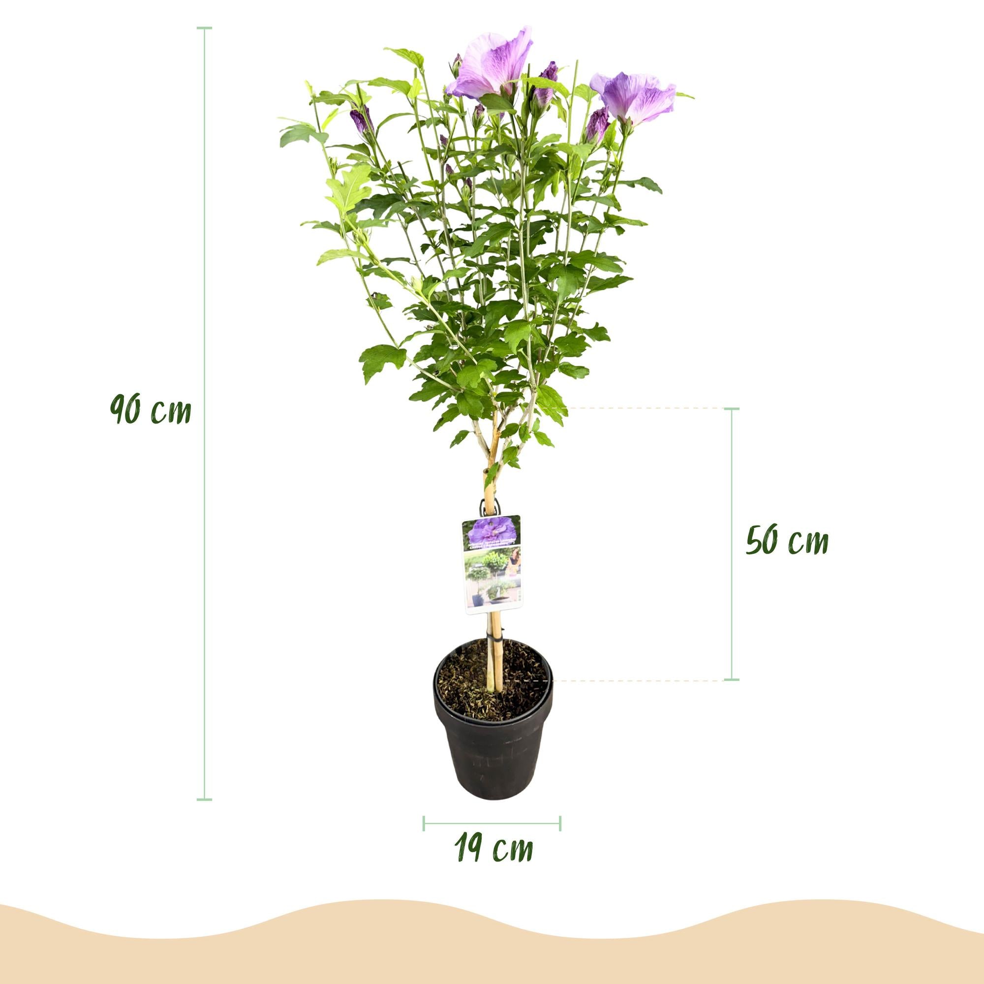 Hibiskus-Stamm ‘Lavender Chiffon’® – winterharte Terrassenpflanze, 19 cm Topf, 90 cm Höhe