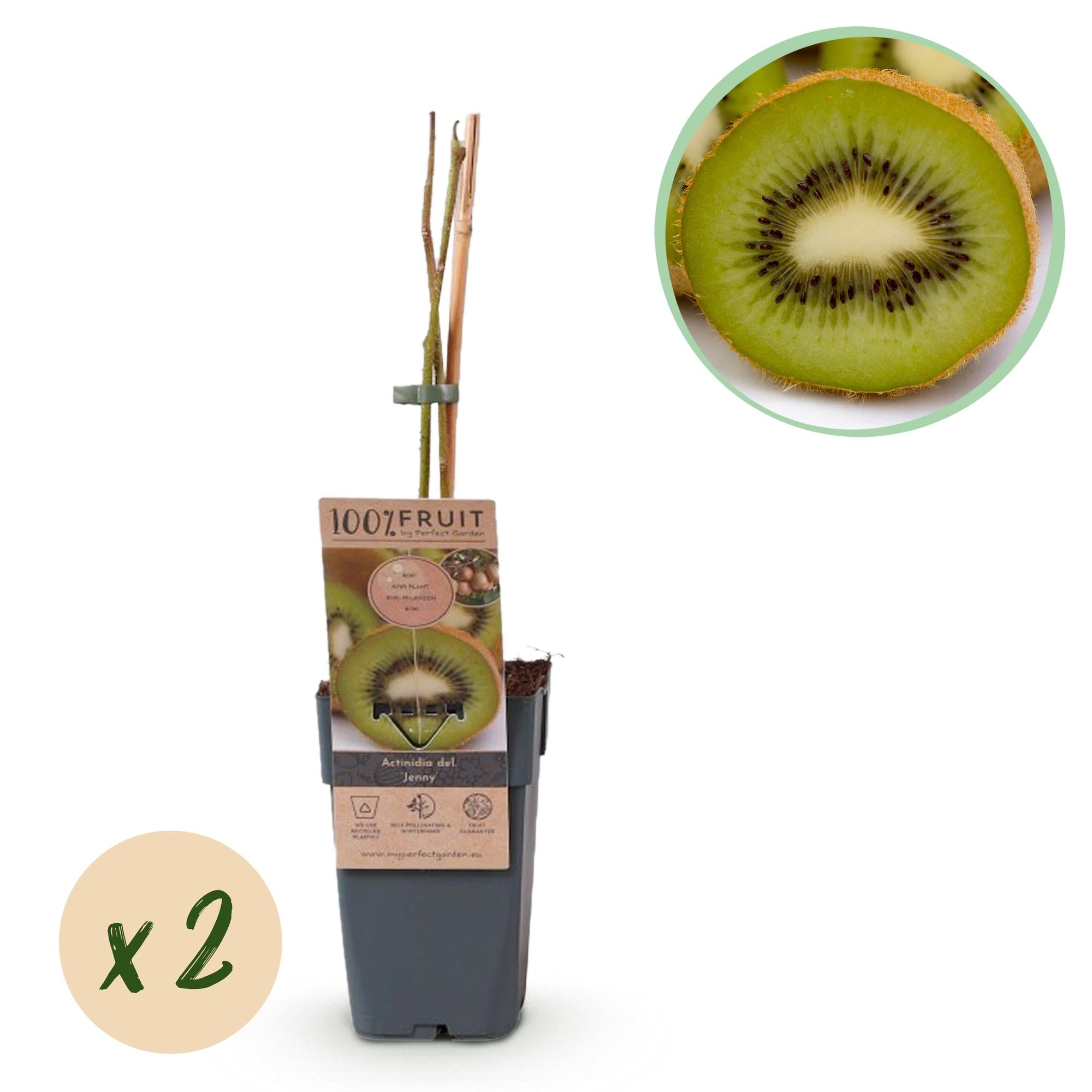 Grüne Kiwi „Jenny“ – Actinidia deliciosa, 2 Pflanzen im 15 cm-Topf (Höhe ca. 50 cm)