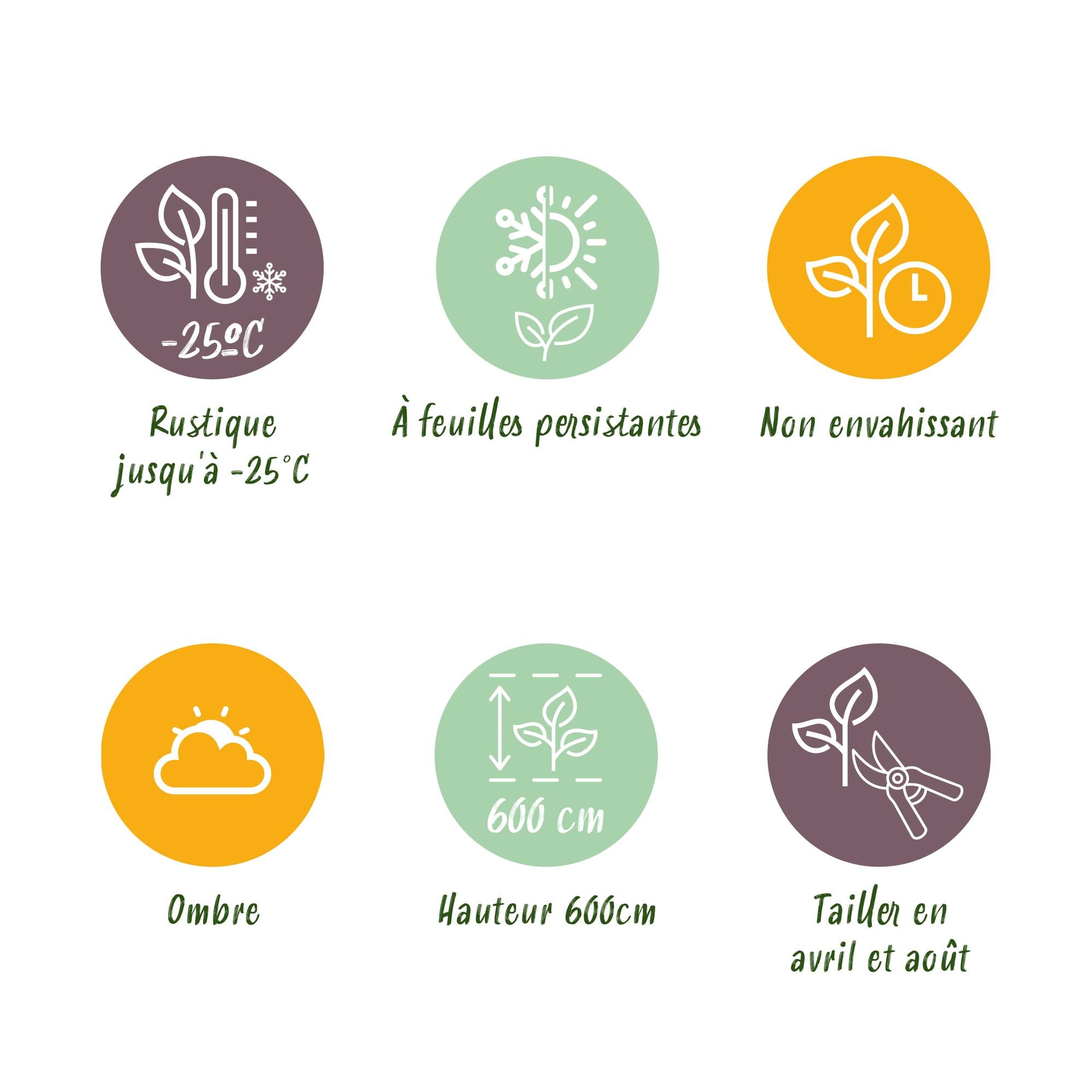 Leyland cypress (Cupressocyparis leylandii) – 8 plants = 1 m hedge, 35–40 cm, evergreen