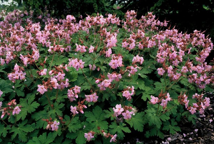 Geranium macrorrhizum 'Ingwersen's Var.' – winterhart, 9 cm Topf, 10–25 cm hoch