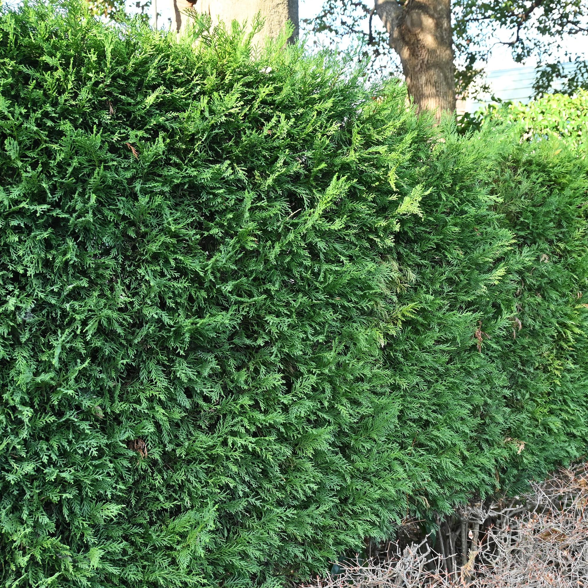 Leyland cypress (Cupressocyparis leylandii) – 8 plants = 1 m hedge, 35–40 cm, evergreen