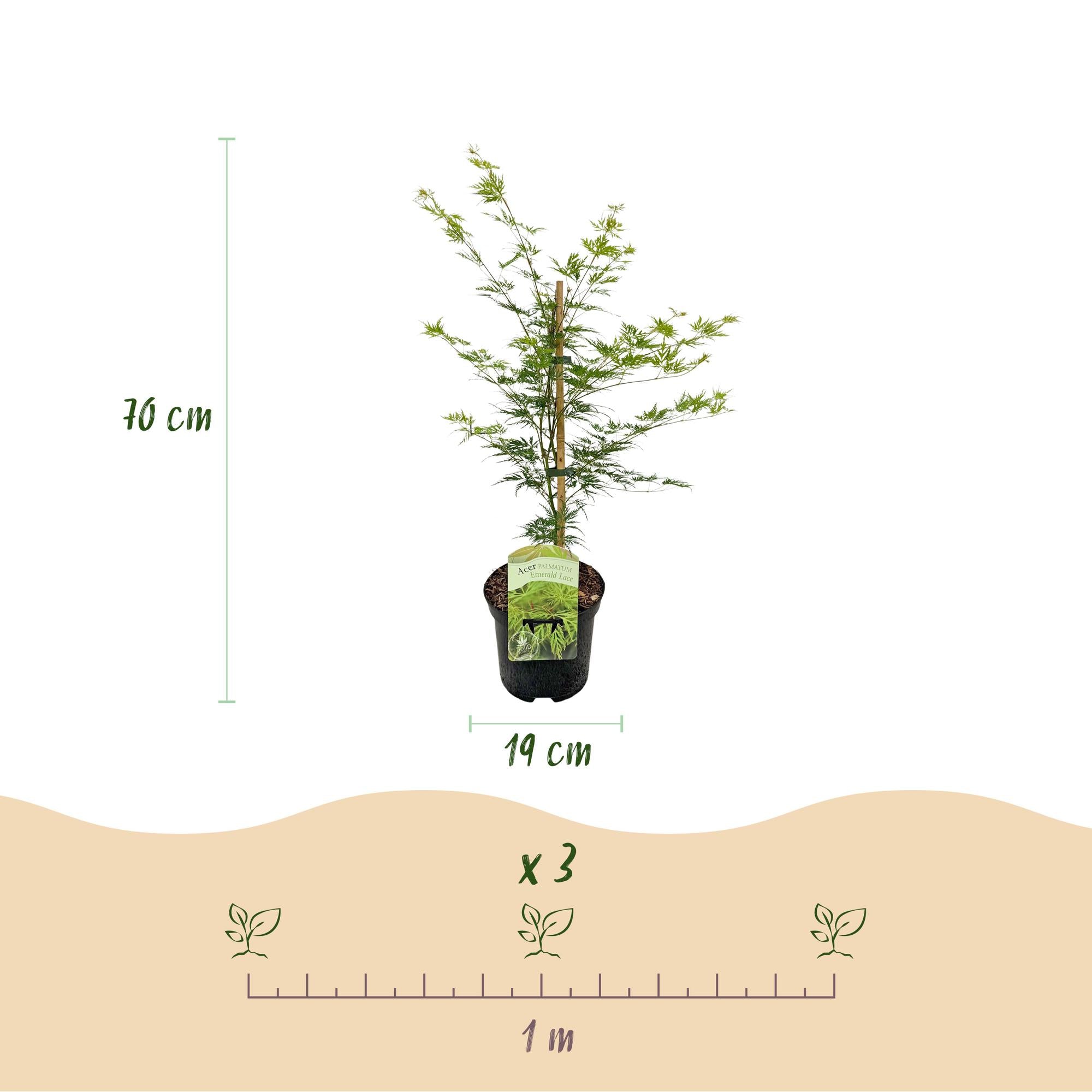 Japanischer Fächerahorn ‘Emerald Lace’ – grün, laubabwerfend, 19 cm Topf, 70 cm