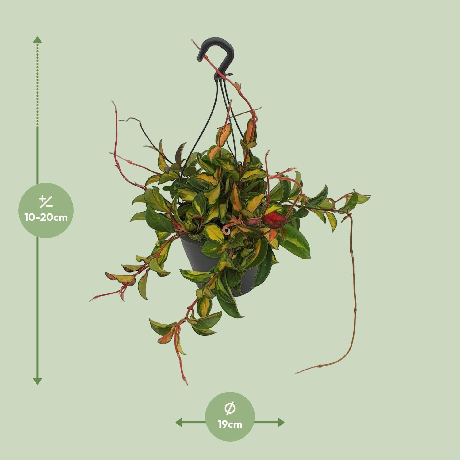 Hoya Carnosa ‘Tricolor’ – Wachsblume - 19 cm Topf, 20 cm hoch