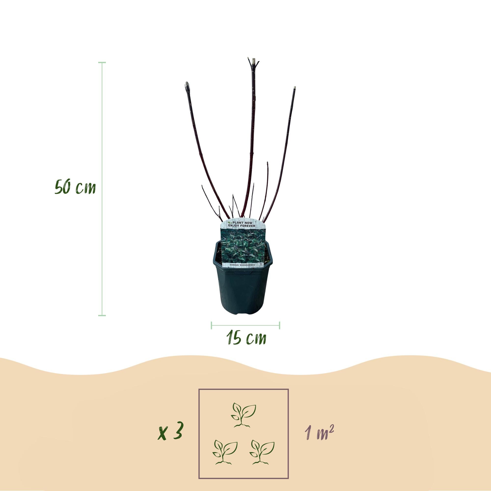 Cornus alba 'Kesselringii' – Corniolo ornamentale con rami scuri, alto 45 cm