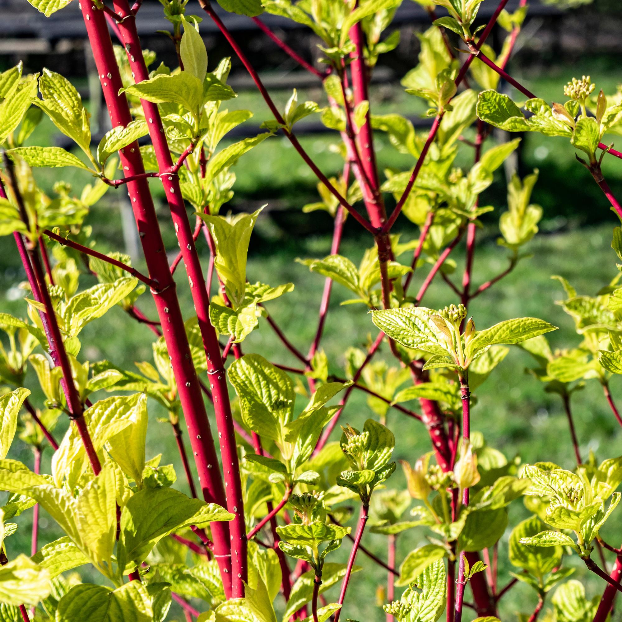 Cornus sibirica – arbusto ornamentale deciduo, rami rossi, vaso 17 cm, 45 cm