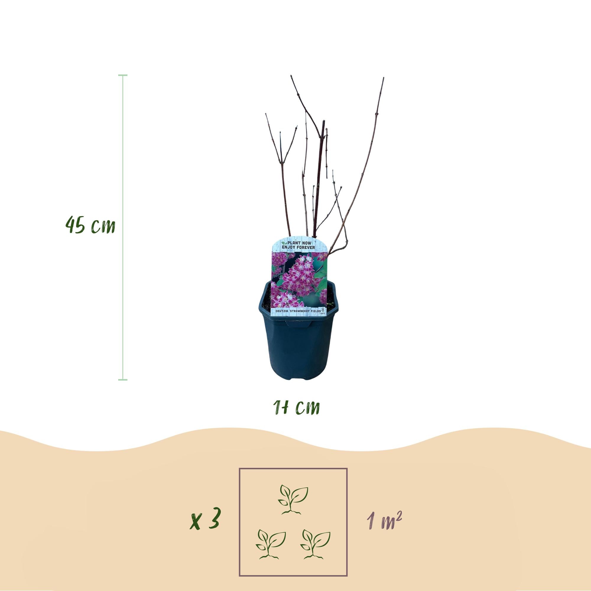 Deutzia 'Strawberry Fields' – arbusto ornamentale con fiori rosa, vaso da 17 cm, altezza 45 cm