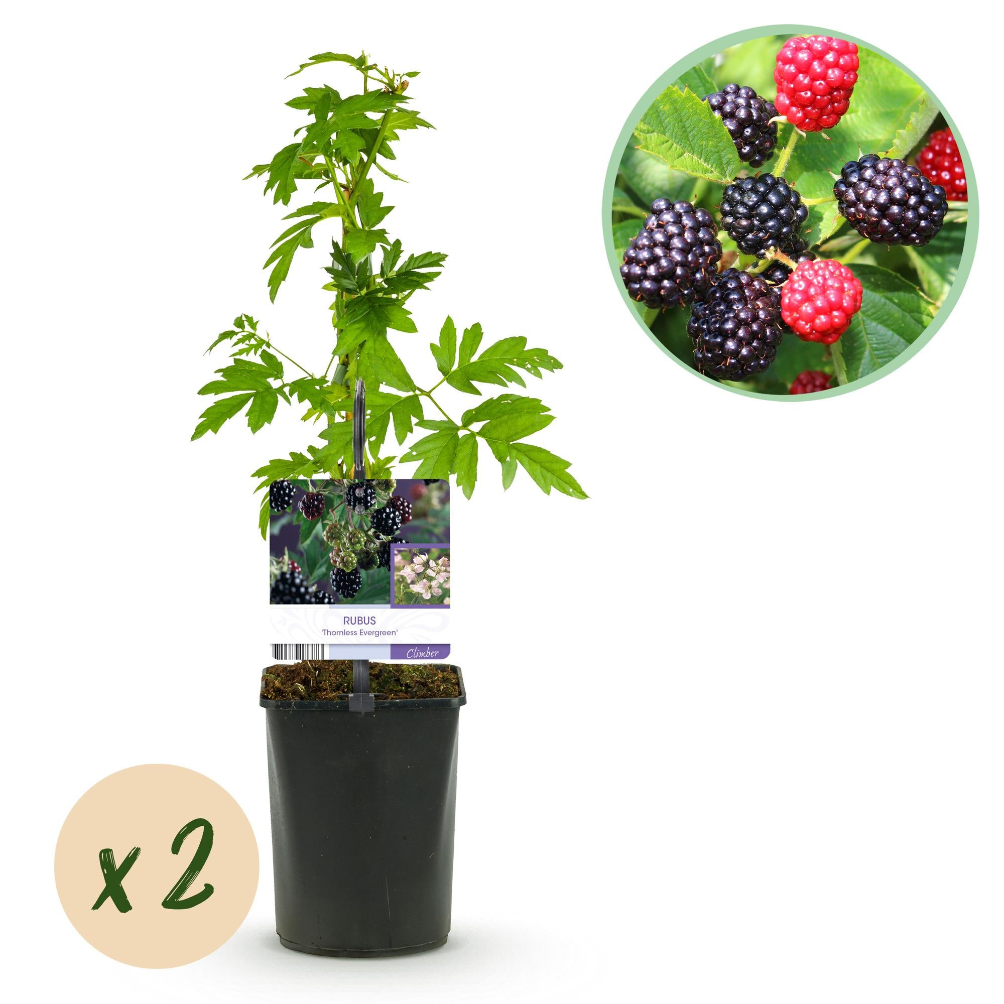Dornlose Brombeere „Thornfree Evergreen“ – 2 kräftige Pflanzen im 11 cm Topf (ca. 40 cm)