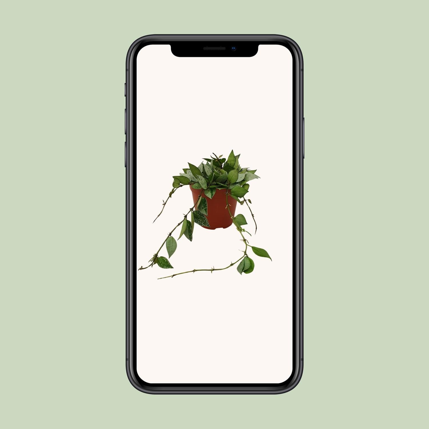 Hoya Krohniana ‘Eskimo’ – Wachsblume - 12 cm Topf, 15 cm hoch