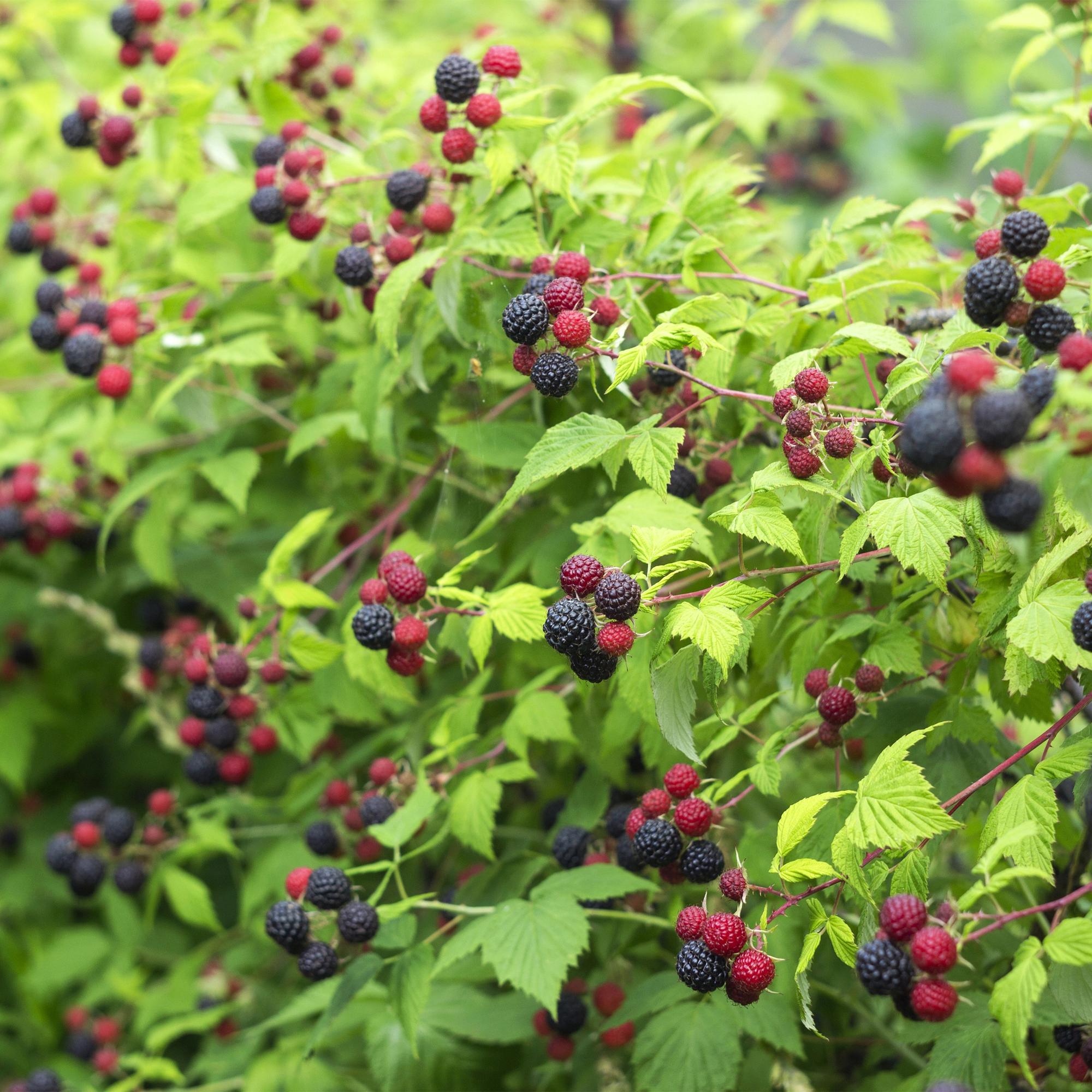 Thornless blackberry “Black Satin” – 2 plants in an 11 cm pot (approx. 40 cm)