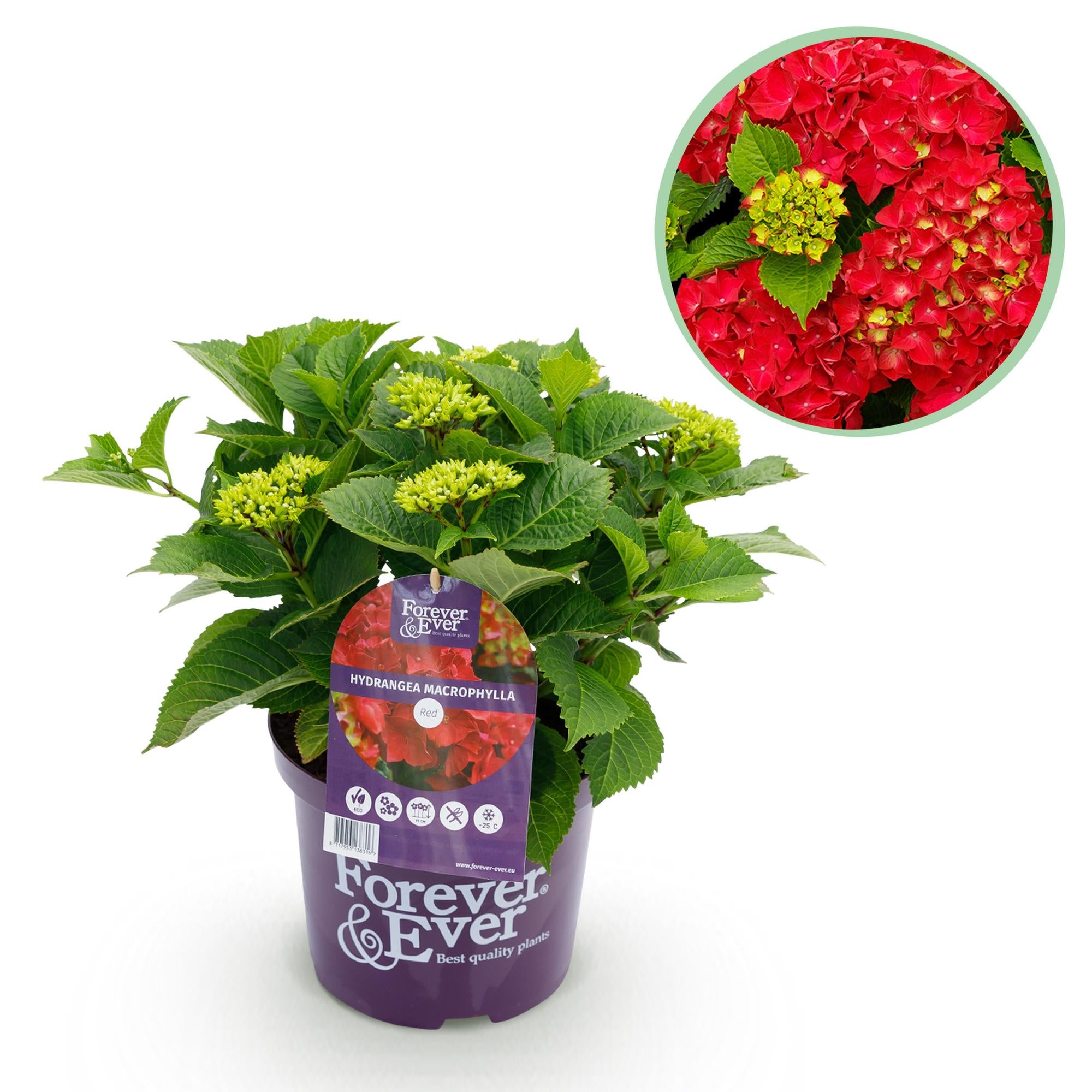 Rote Hortensie „Forever & Ever“ – Blühstarke Sorte, 23 cm Topf, 55 cm Höhe