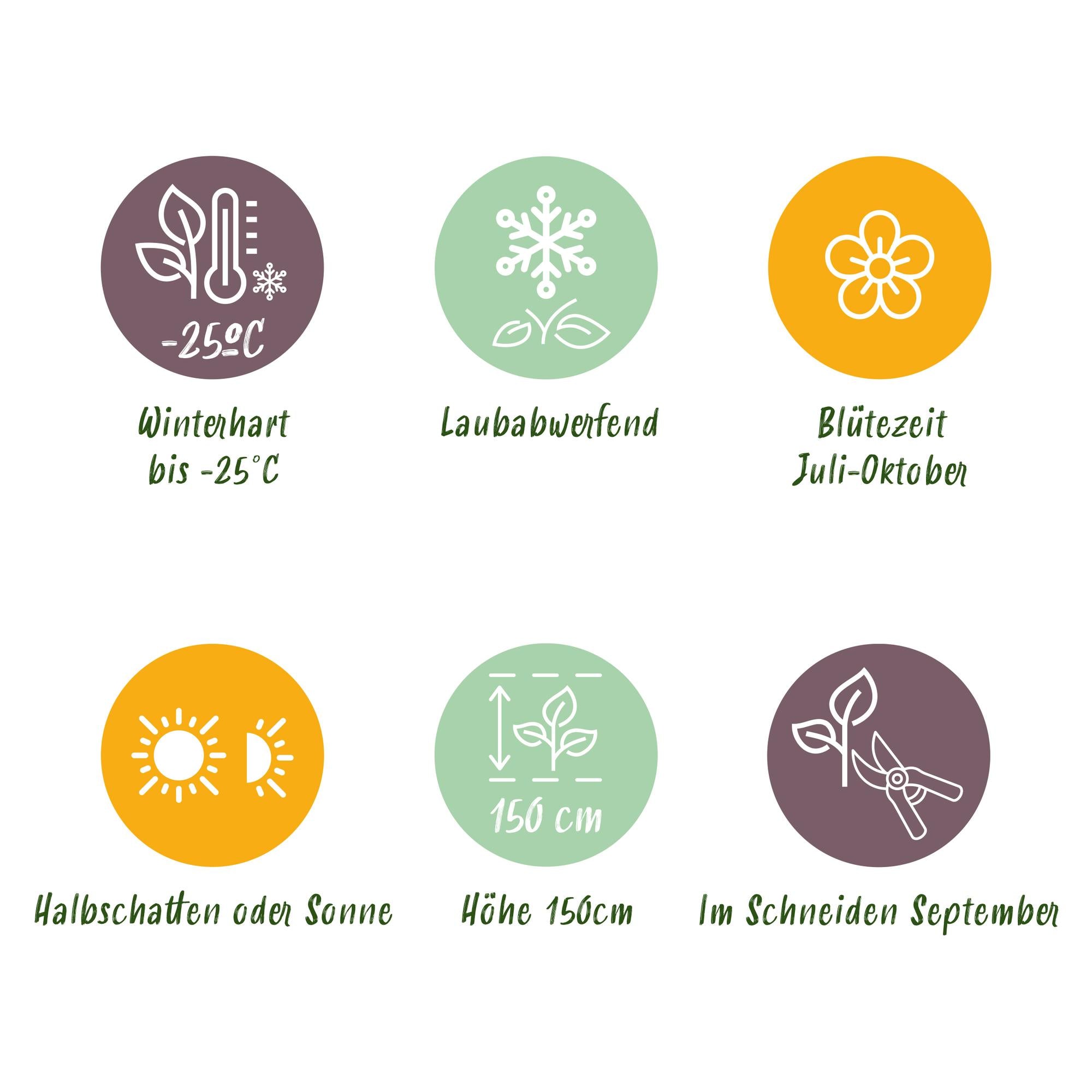 Panicle hydrangea 'Limelight' – creamy white flowers, in a 17 cm pot, 50 cm tall