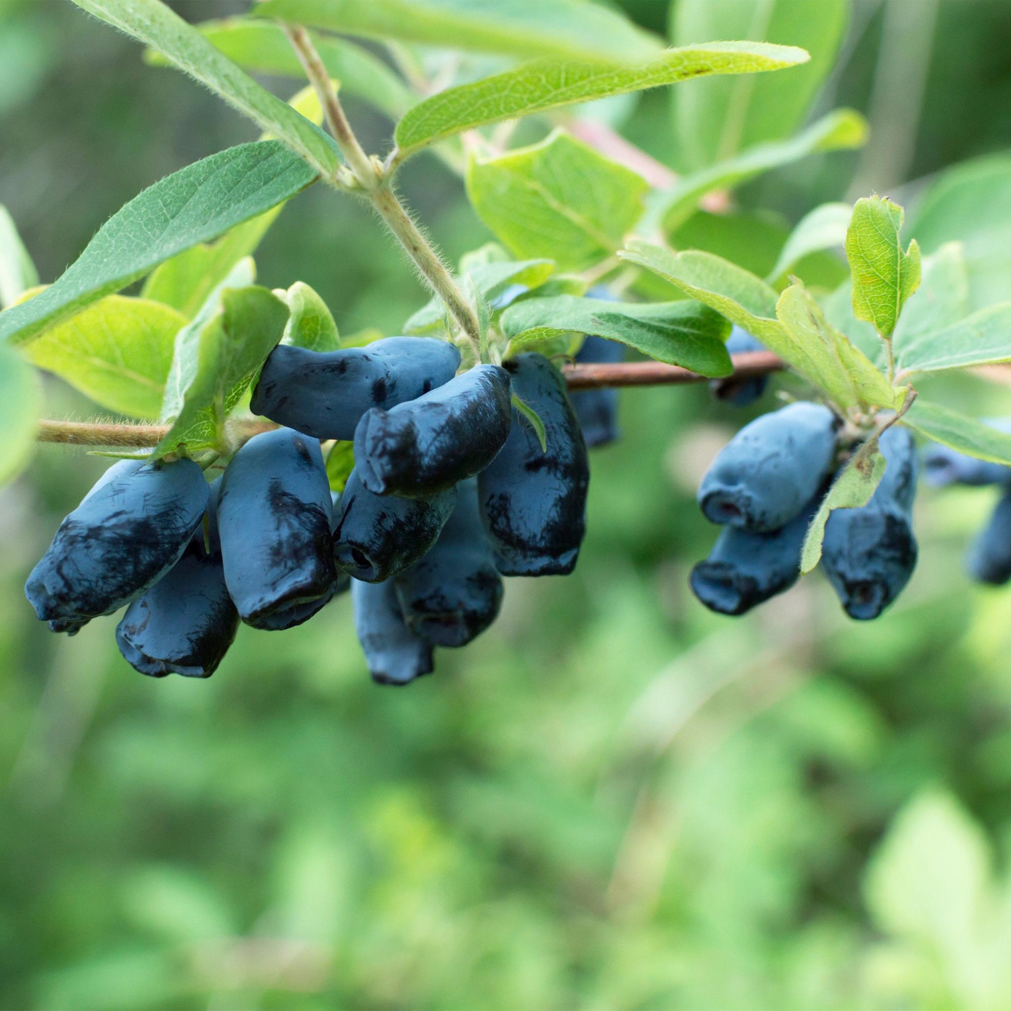 Μέλι (Lonicera caerulea 'Kamchatika') – 2 φυτά, γλάστρα 15 εκ., ύψος 50 εκ.