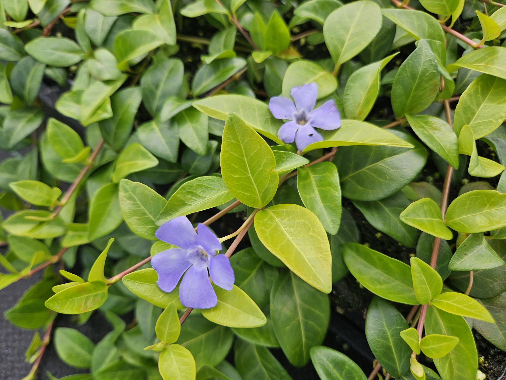 Immergrün ‘La Grave’ (Vinca minor) – 9 cm Topf, 10–25 cm Höhe