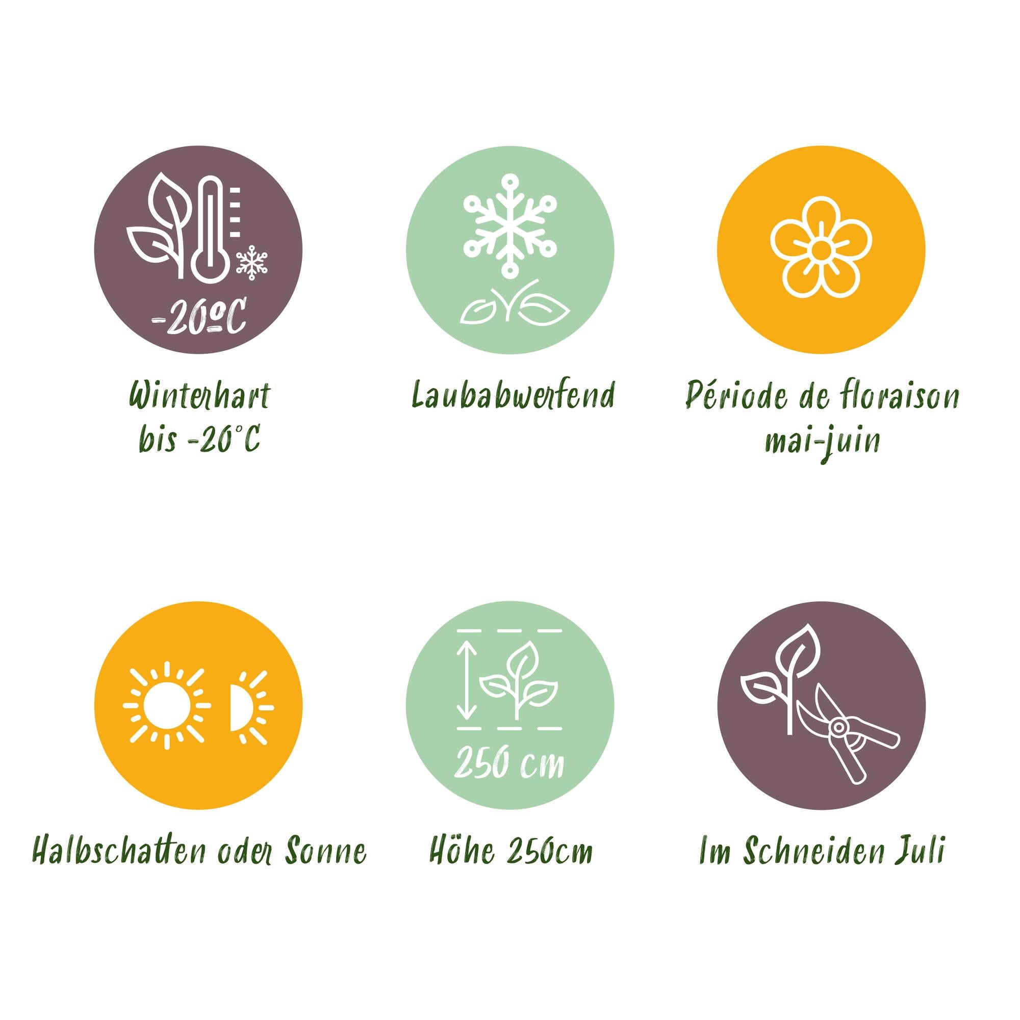 Θάμνος Mayflower (Deutzia gracilis) – λευκής ανθοφορίας, φυλλοβόλος, γλάστρα 17 cm, ύψος 45 cm