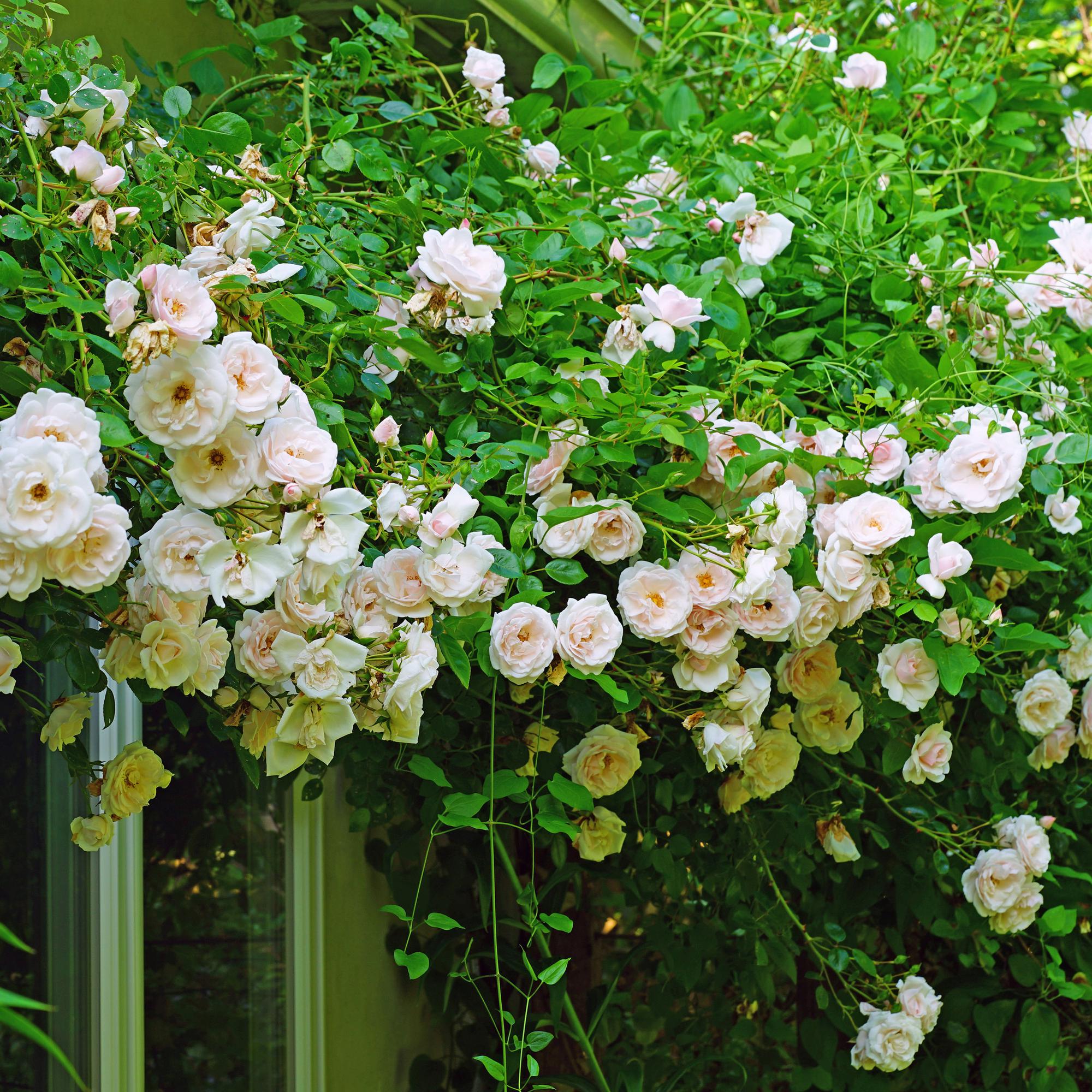 Rosa 'New Dawn' – climbing rose with light pink flowers, 2 plants in an 11 cm pot, 40 cm tall