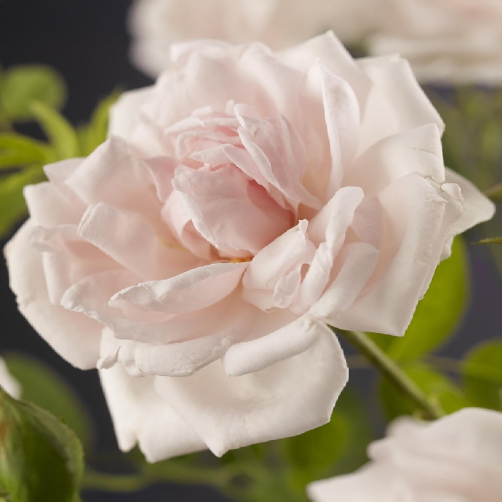 Rosa 'New Dawn' – climbing rose with light pink flowers, 2 plants in an 11 cm pot, 40 cm tall