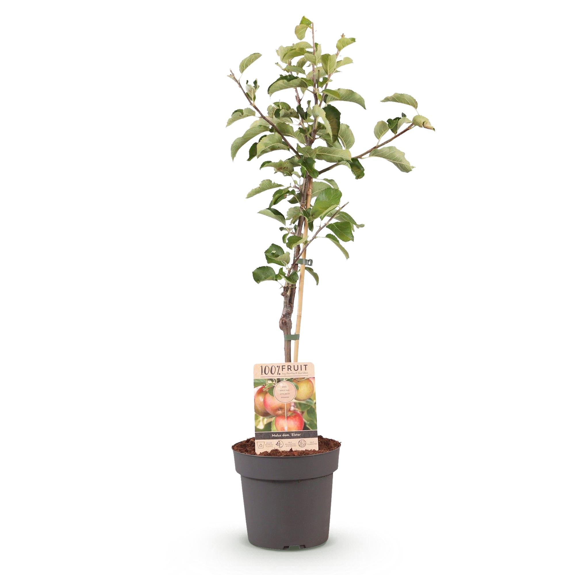 Apfelbaum „Elstar“ – im Topf, 90 cm hoch