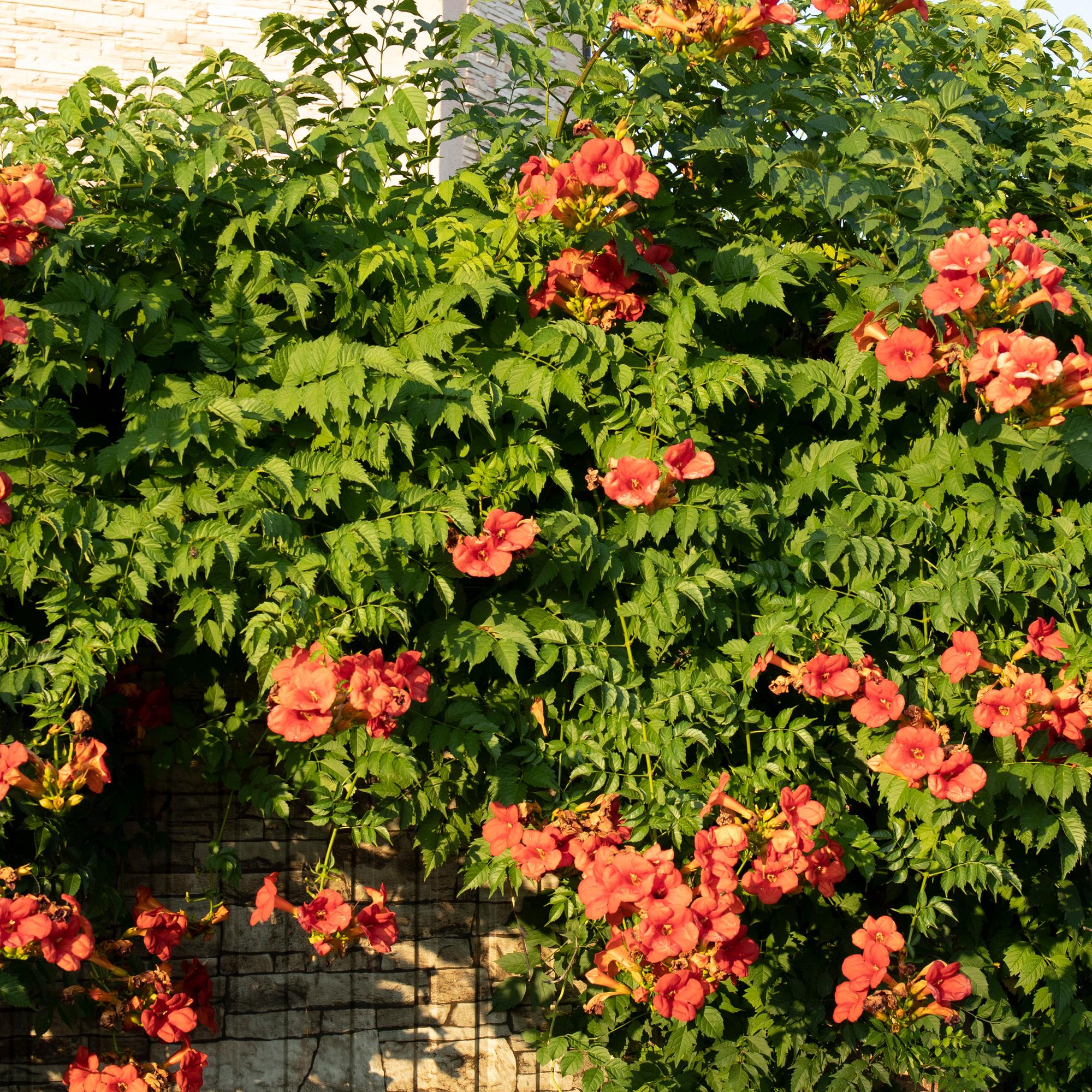 Campsis radicans ‘Madame Galen’ – Trompetenblume, orange blühend, 2 Pflanzen, 11 cm Topf, 40 cm Höhe