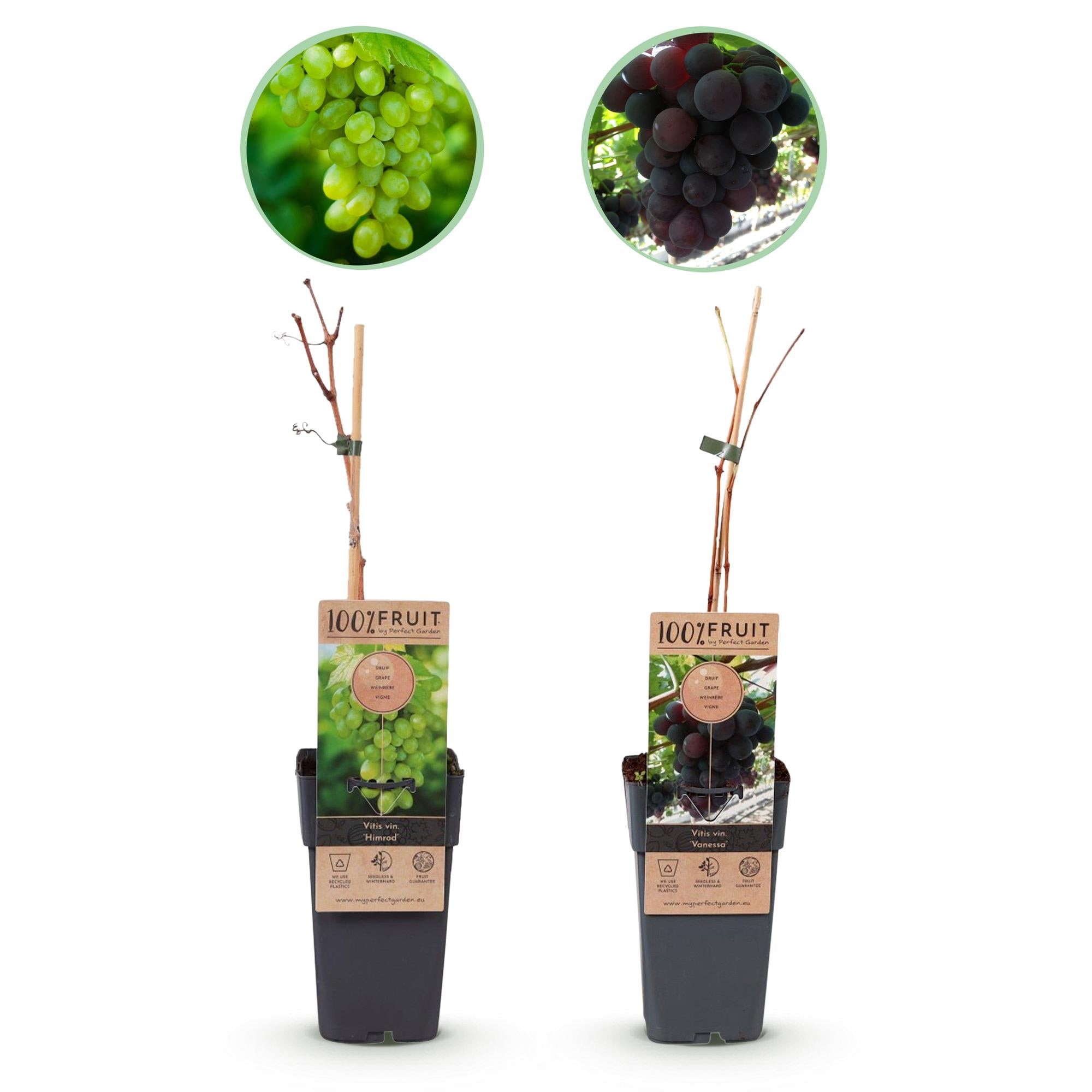 Vitis vinifera 'Vanessa' e 'Himrod' – uva senza semi, viola e bianca, 2 piante, vaso da 15 cm, altezza 50 cm