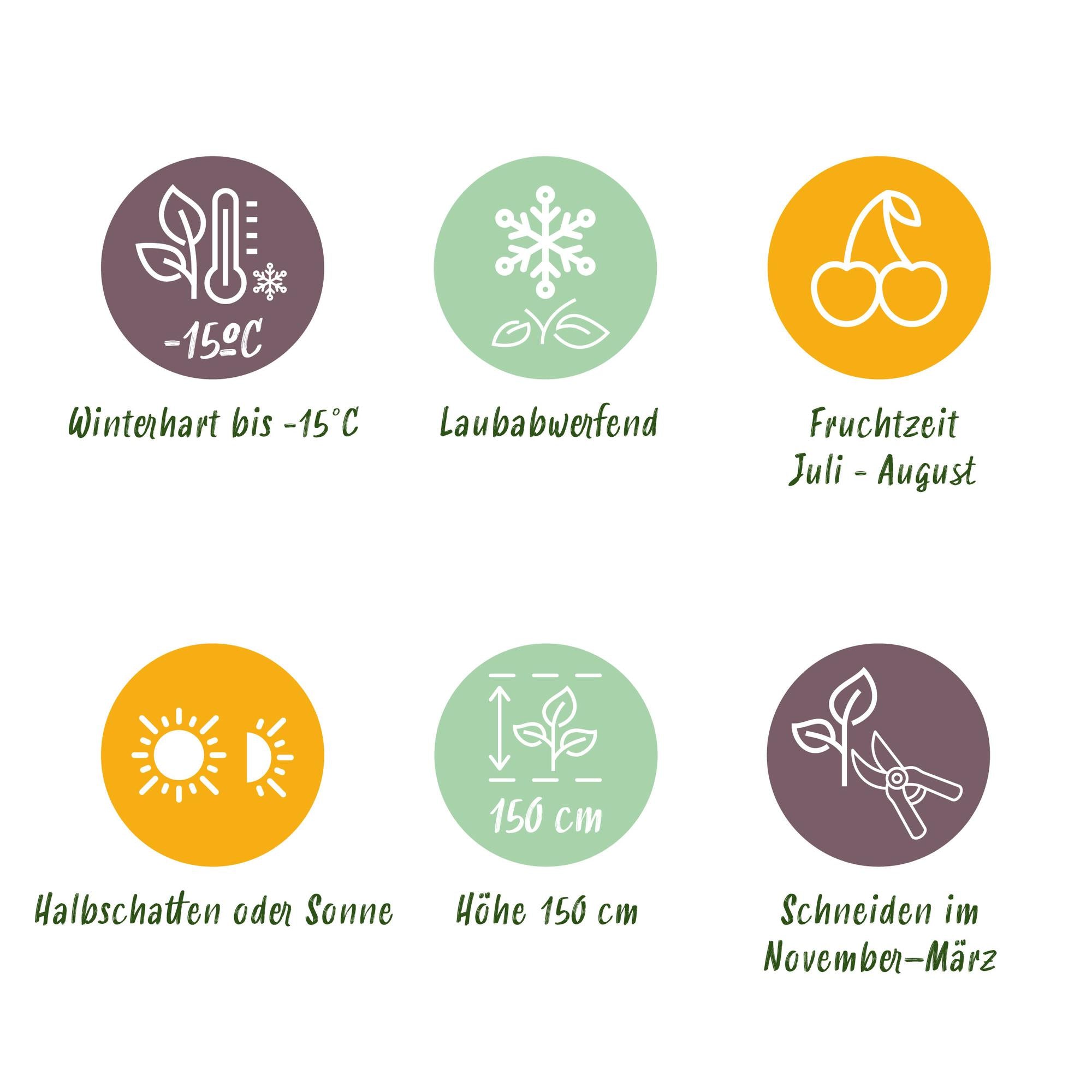 Dornlose Brombeere „Thornfree Evergreen“ – 2 kräftige Pflanzen im 11 cm Topf (ca. 40 cm)