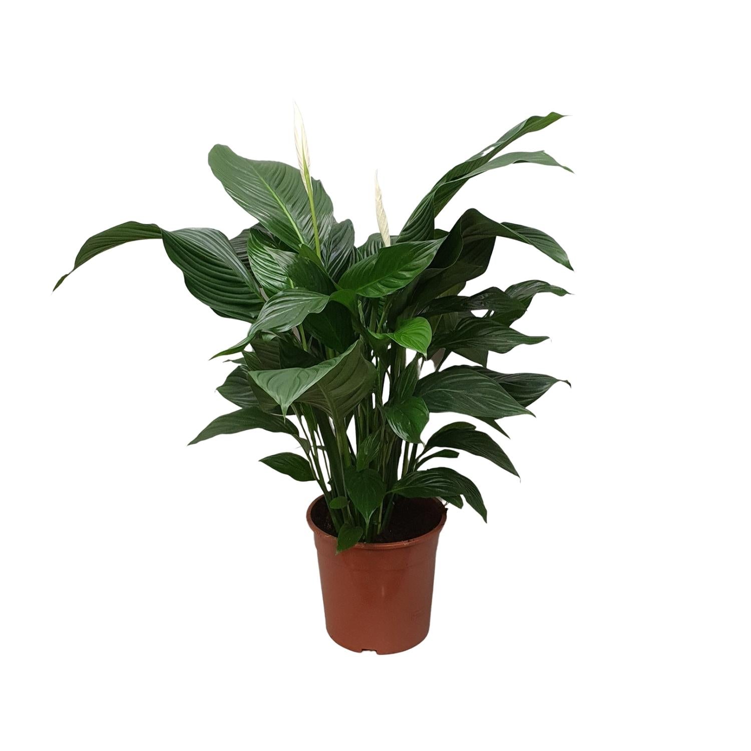 Spathiphyllum – Friedenslilie - verschiedene Farben & Größen