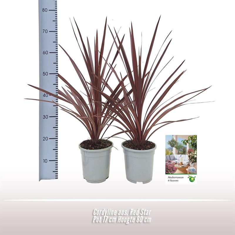 Cordyline australis 'Red Star' – 1 plant, 17 cm pot, height approx. 80 cm