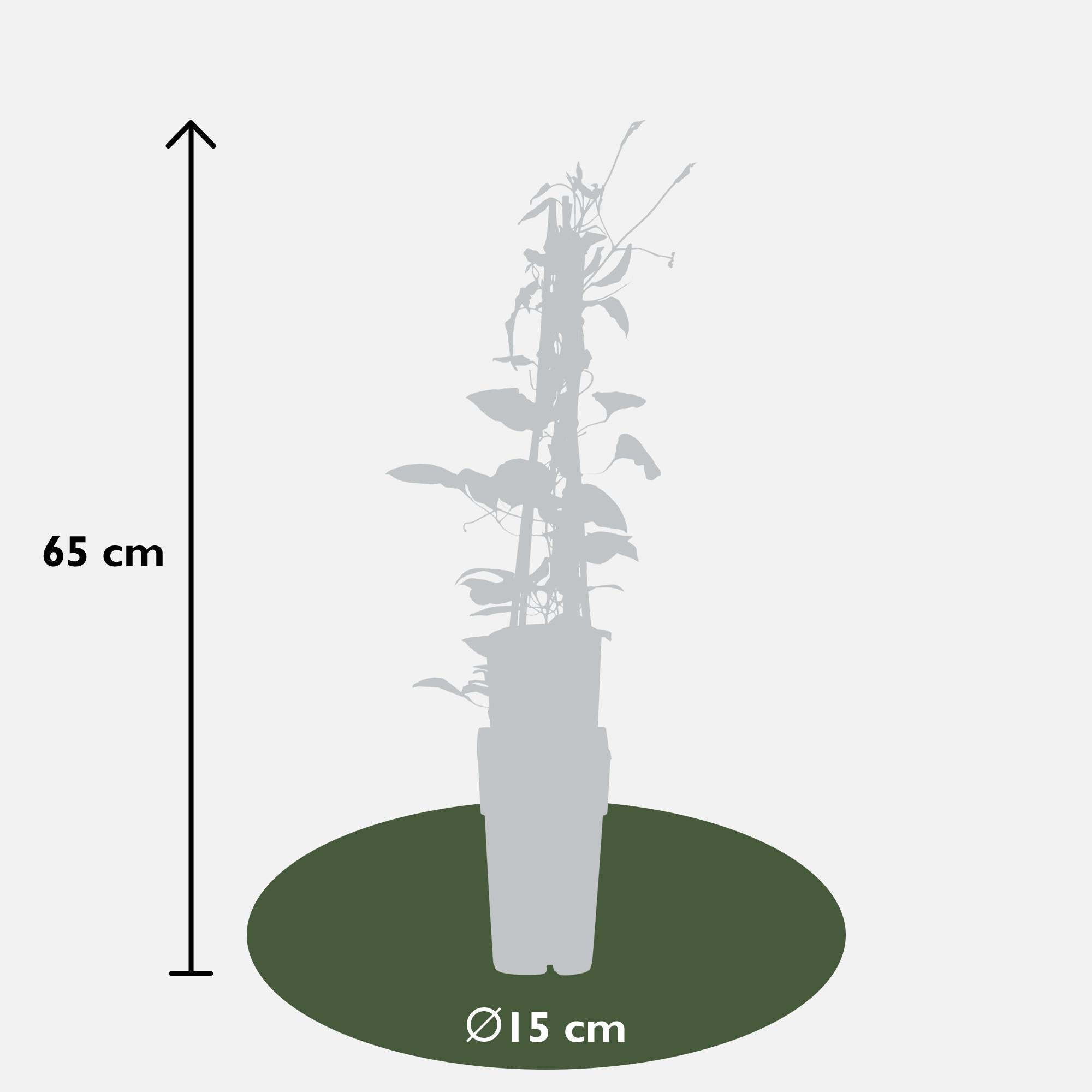 Clematis ‘Hagley Hybrid’ – großblütige Clematis in Rosa, 15 cm Topf, 65 cm hoch
