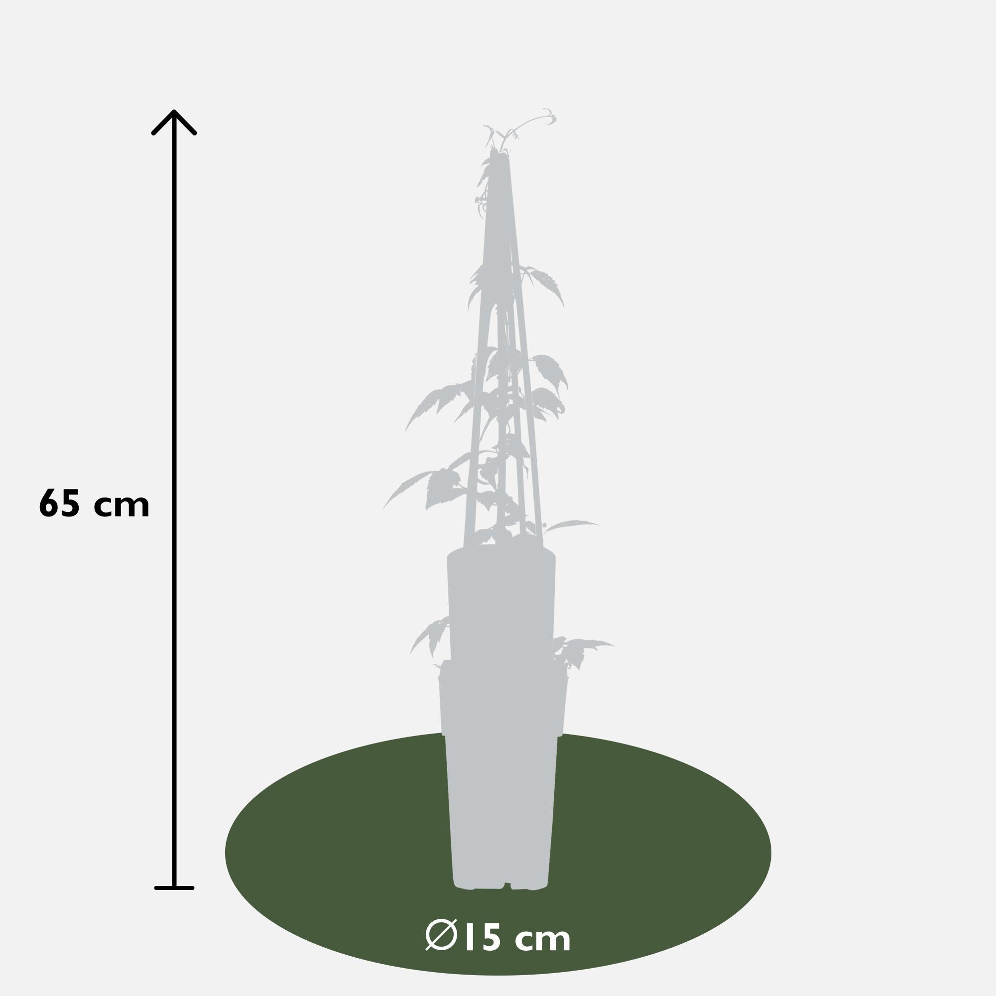 Clematis 'Grandiflora' – vigorous climbing plant with white flowers, 15 cm pot, 65 cm tall