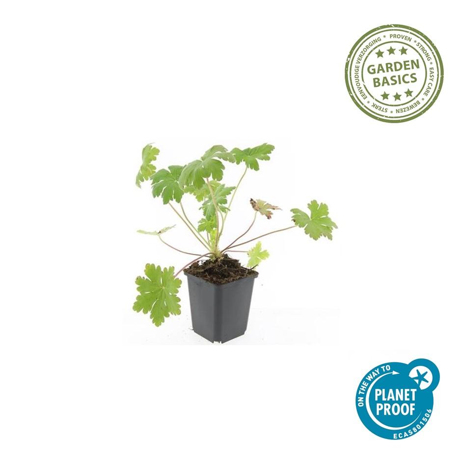 Geranium macrorrhizum 'Ingwersen's Var.' – winterhart, 9 cm Topf, 10–25 cm hoch