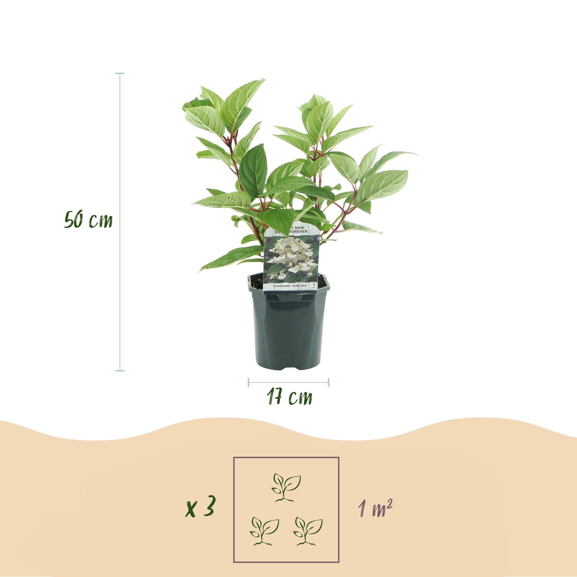 Rispenhortensie ‘Wims Red’ – große, zweifarbige Blüten (Weiß-Rot), 17 cm Topf, 50 cm hoch