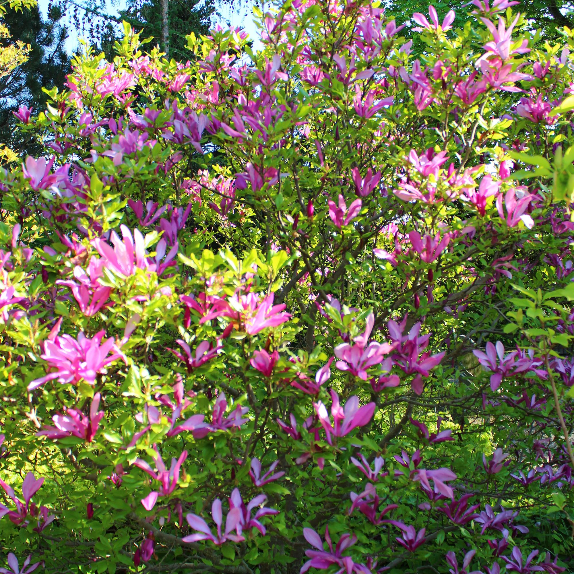Magnolia 'Susan' – 1 pianta, fiore rosa scuro, facile da curare, vaso da 17 cm, altezza 45 cm
