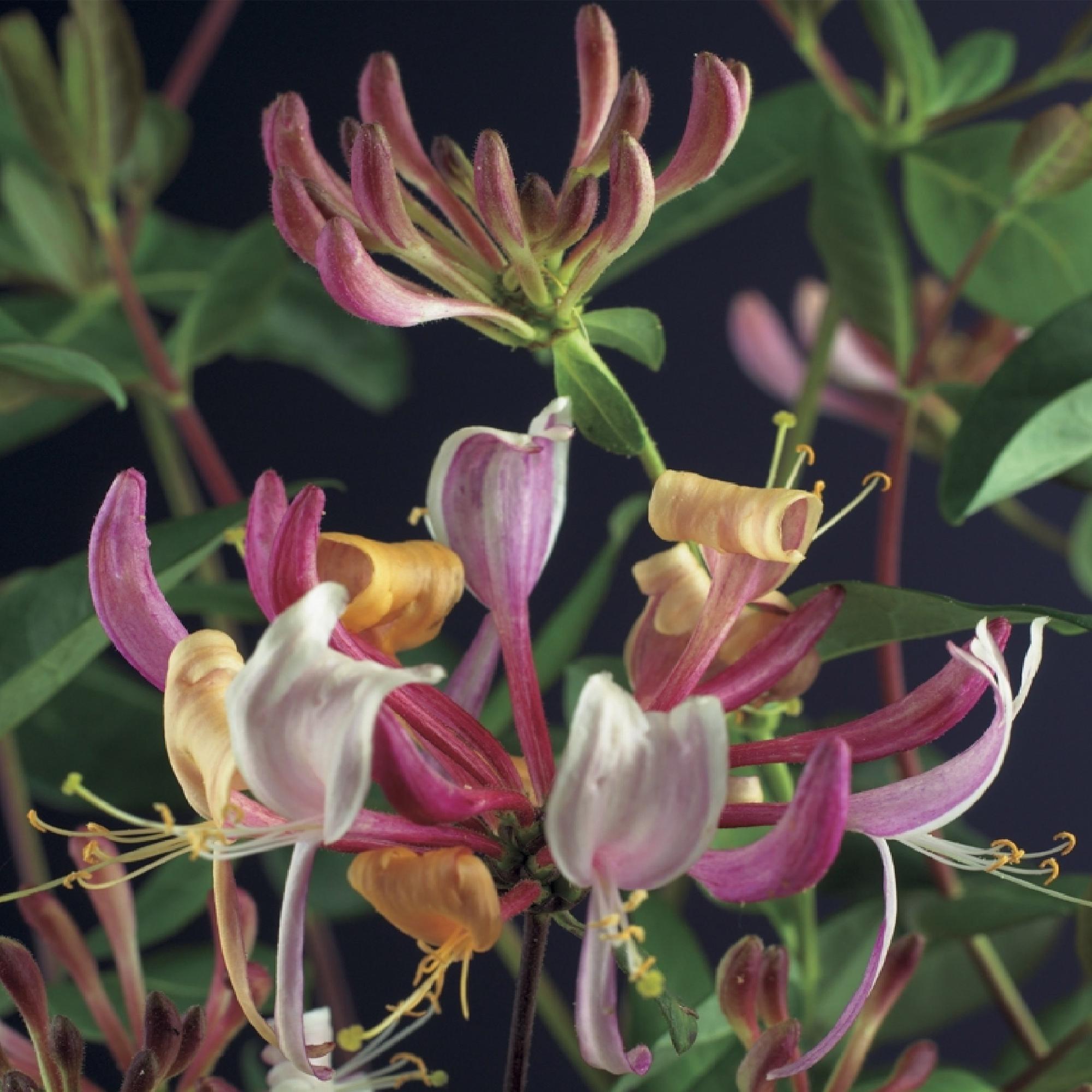 Caprifoglio 'Serotina' – pianta rampicante sempreverde, 2 piante, vaso da 11 cm, 40 cm