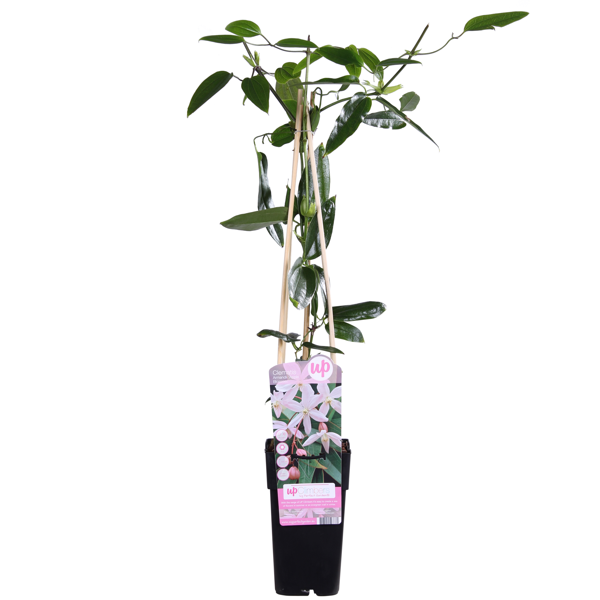 Clematis armandii ‘Apple Blossom’ – immergrüne, hellrosa Kletterpflanze, Topf 15 cm, Höhe 65 cm