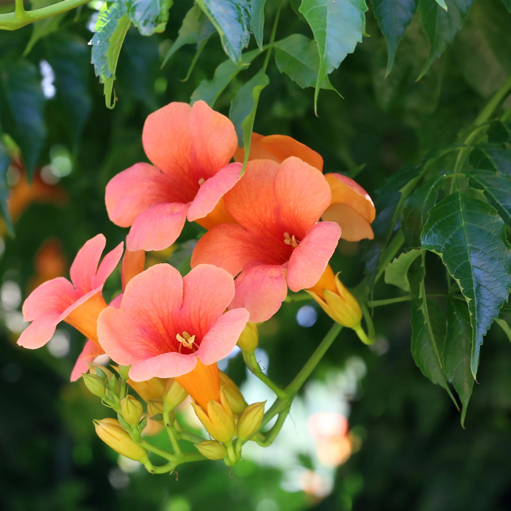 Campsis radicans ‘Madame Galen’ – Trompetenblume, orange blühend, 2 Pflanzen, 11 cm Topf, 40 cm Höhe