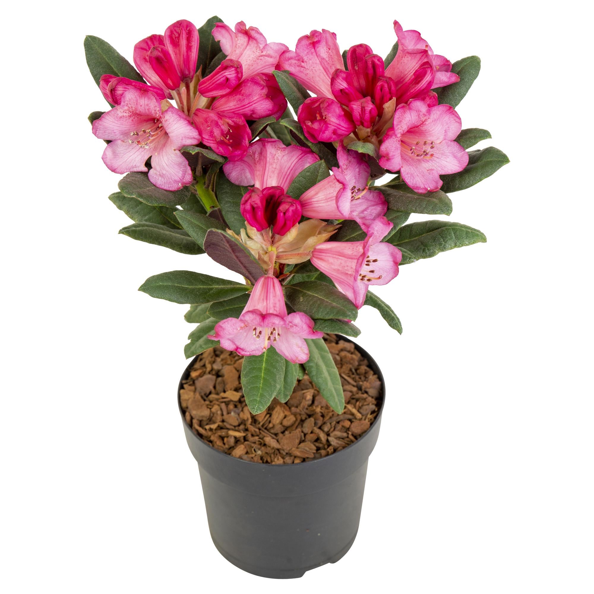 Rhododendron ‘Wine & Roses’ – immergrün, 13 cm Topf, 20 cm hoch