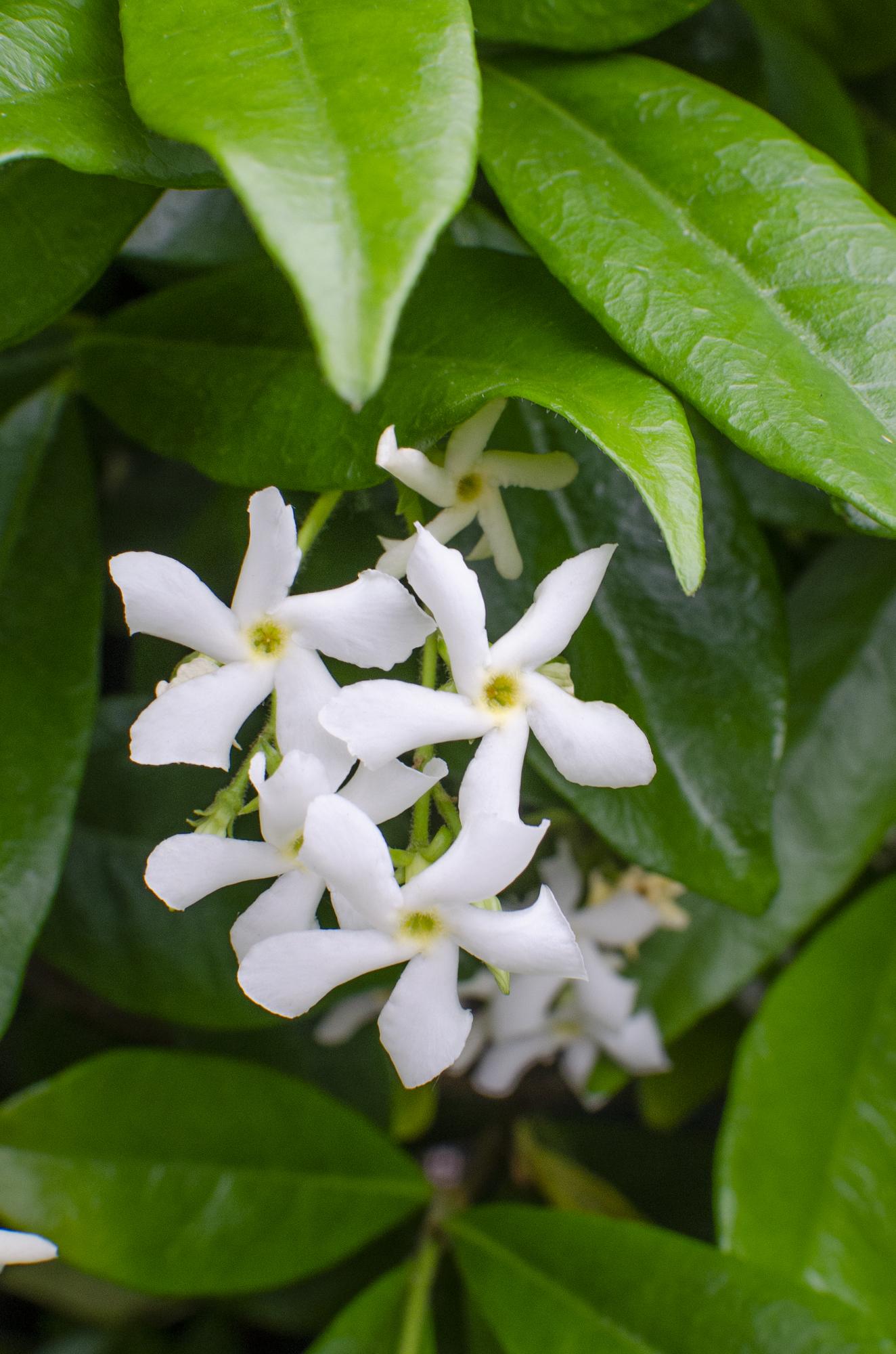Trachelospermum 'Star of Venice' – evergreen jasmine, white flowers, 15 cm pot, 65 cm tall