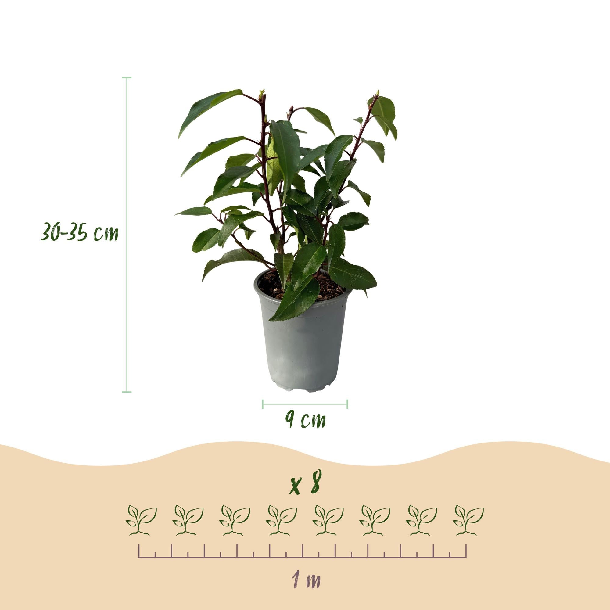 Prunus Lusitanica ‘Angustifolia’ – Portugiesische Lorbeerkirsche