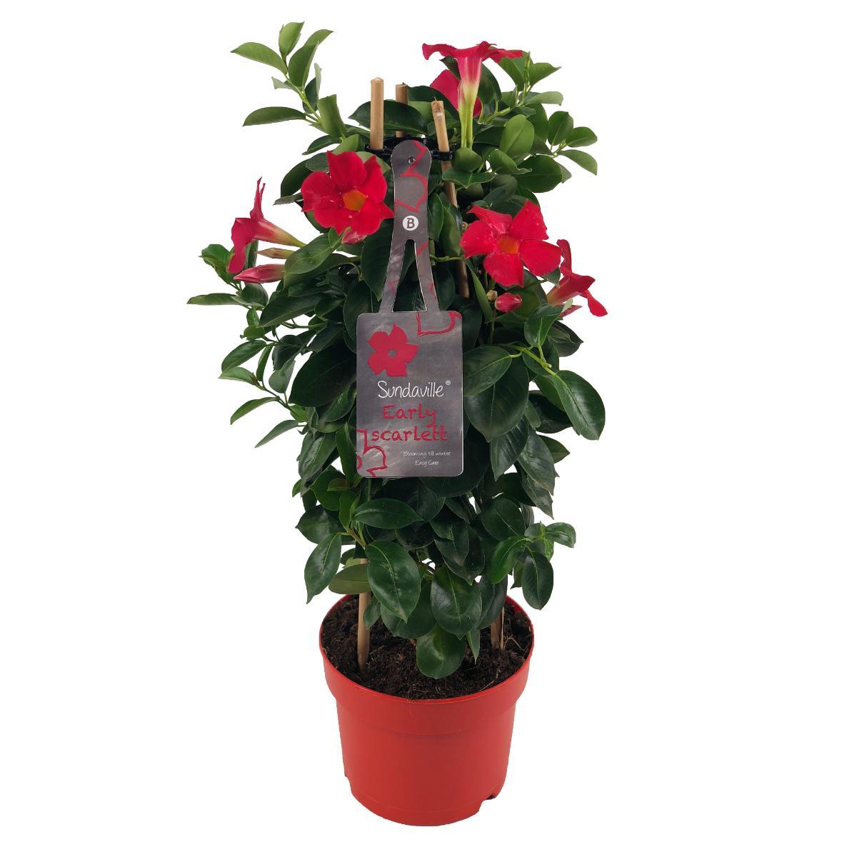 Mandevilla (Dipladenia) ‚Sundaville Early Scarlet' – Ø17 cm, Höhe ca. 55 cm