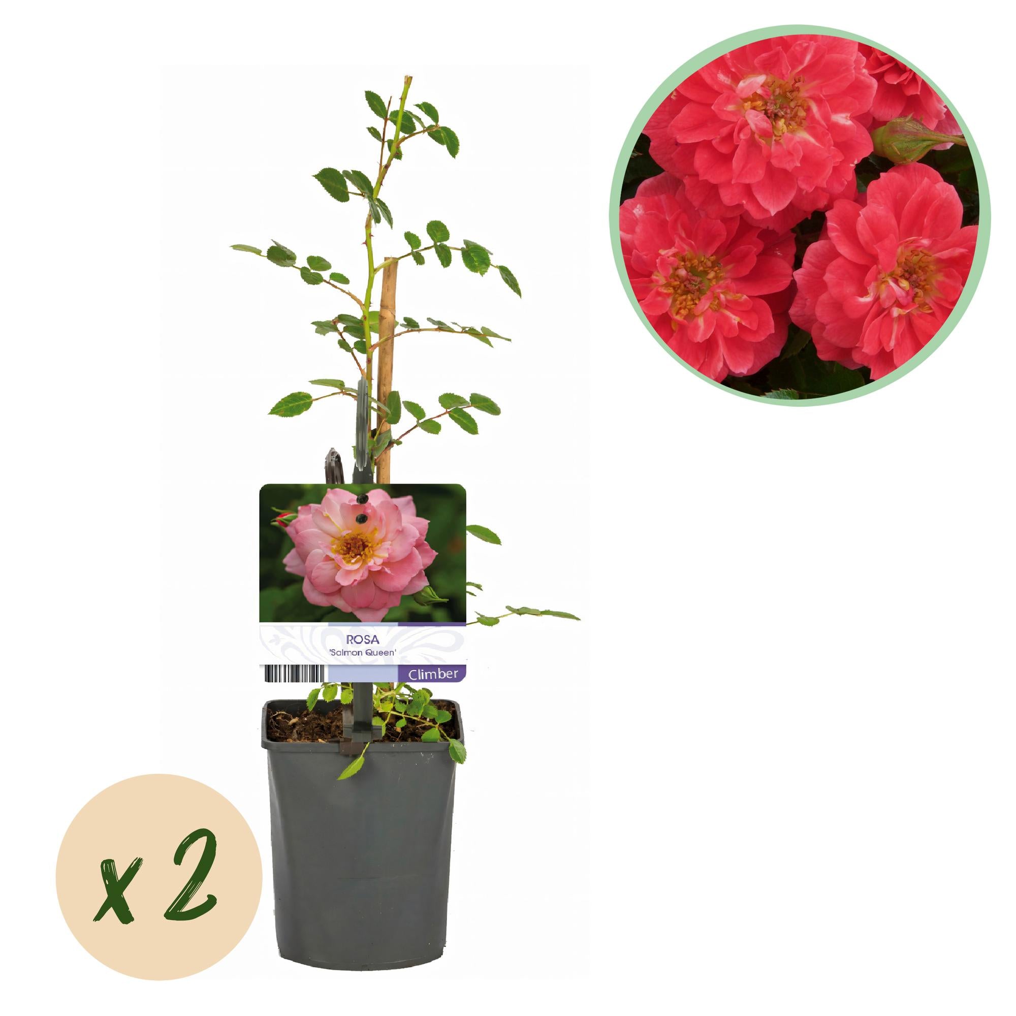 Rosa ‘Salmon Queen’ – Kletterrose, lachsrosa, pflegeleicht, 2 Pflanzen à 11 cm Topf, 40 cm Höhe