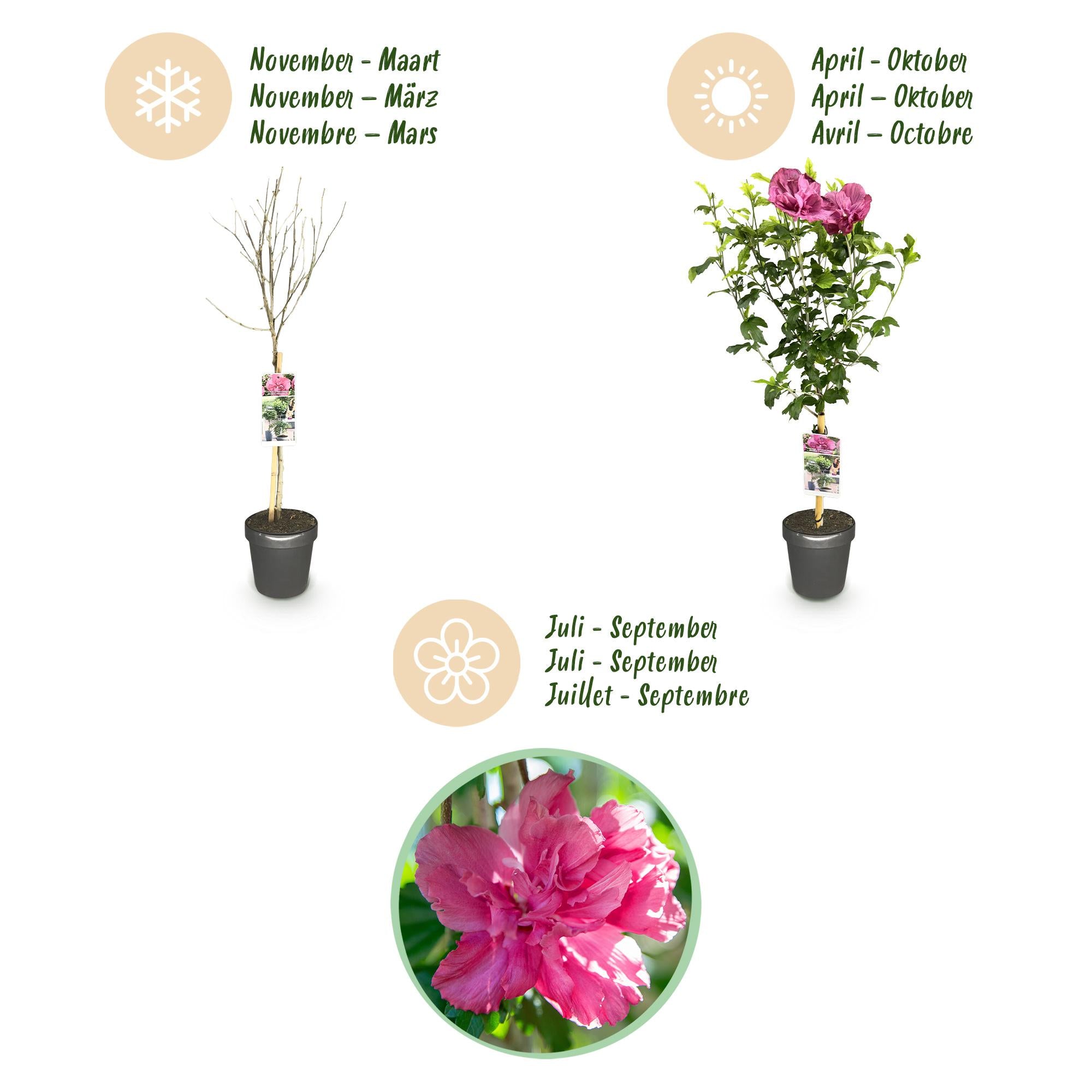 Hibiskus-Stamm ‘Magenta Chiffon’® – winterharte Terrassenpflanze, 19 cm Topf, 90 cm hoch