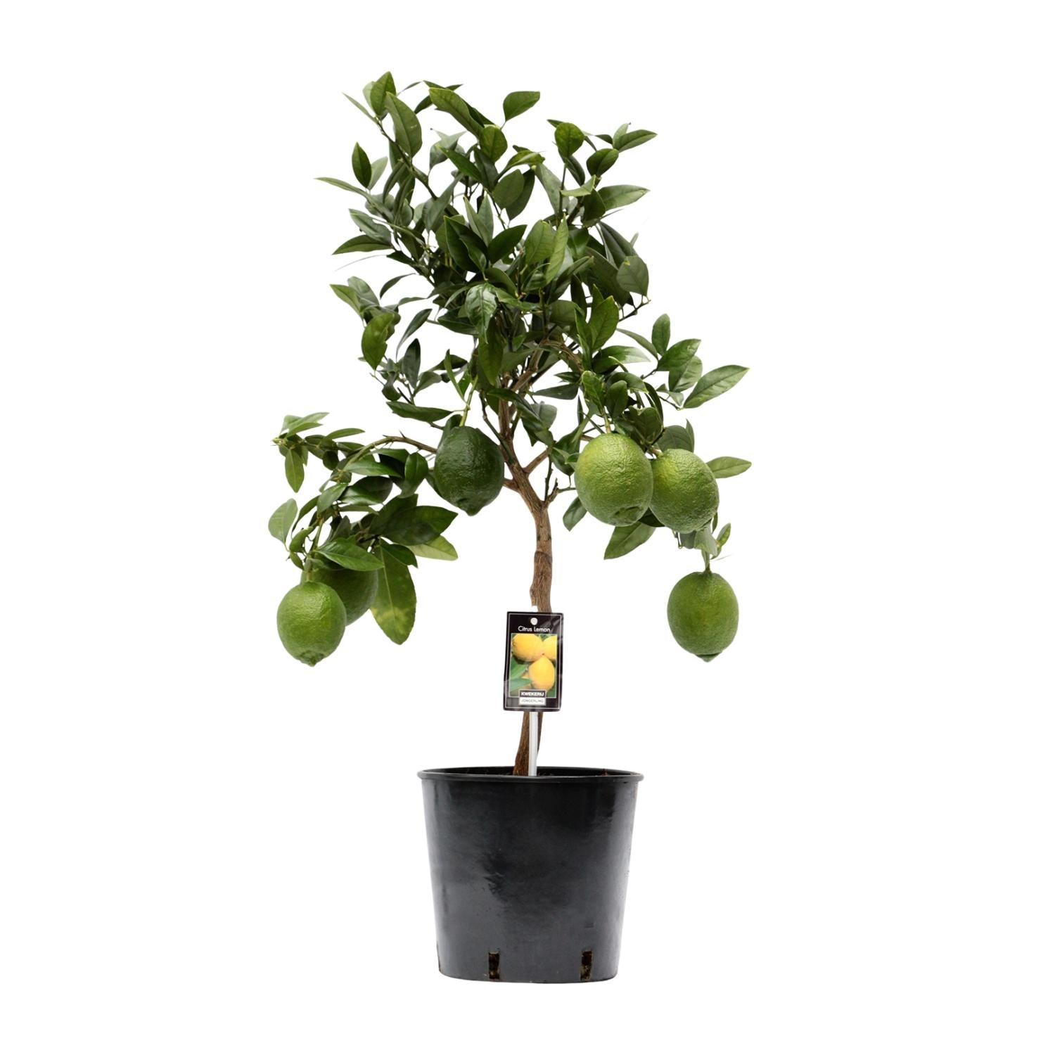 Albero di limone (Citrus lemon) – 35–80 cm