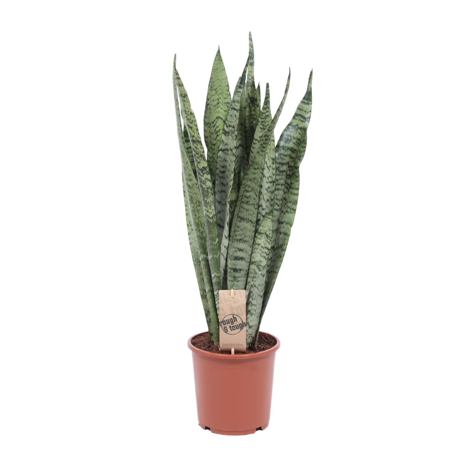 Sansevieria Zeylanica – Zeylanischer Bogenhanf - 70-120 cm