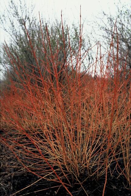 Hartriegel ‘Midwinter Fire’ – farbintensiver Zierstrauch, 9 cm Topf, 10–25 cm hoch