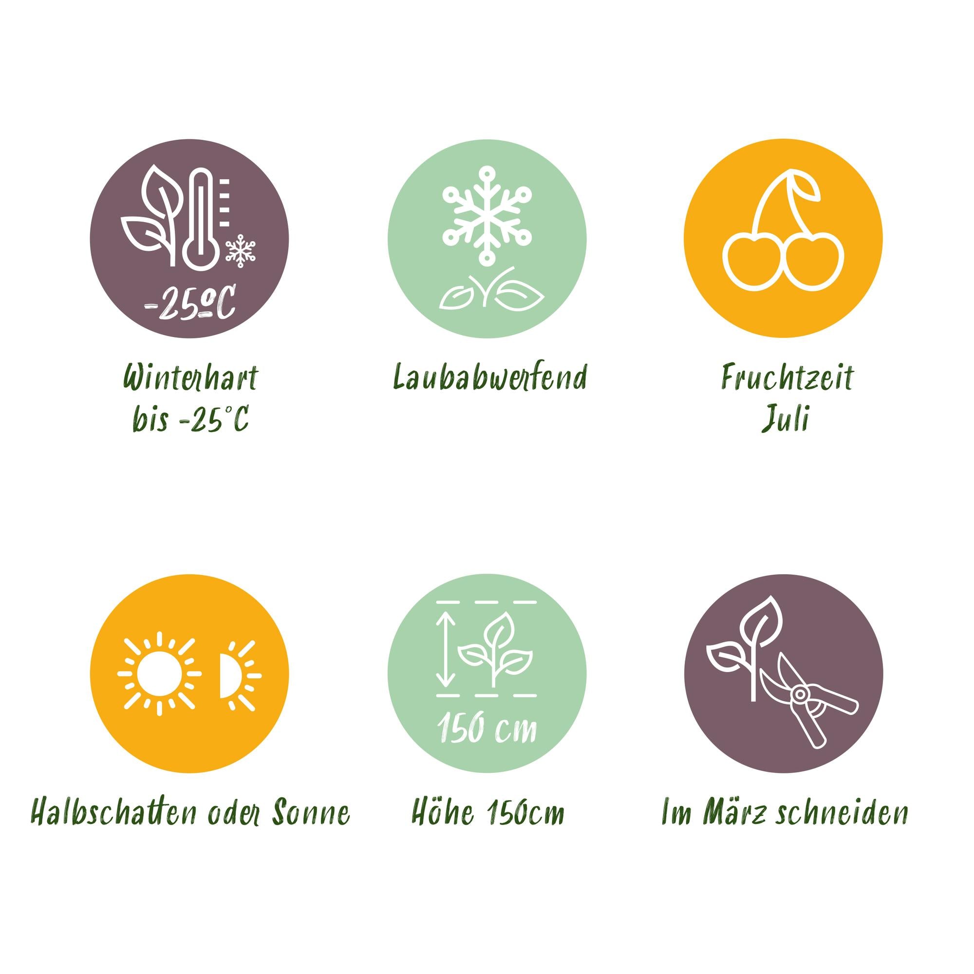 Μέλι (Lonicera caerulea 'Kamchatika') – 2 φυτά, γλάστρα 15 εκ., ύψος 50 εκ.