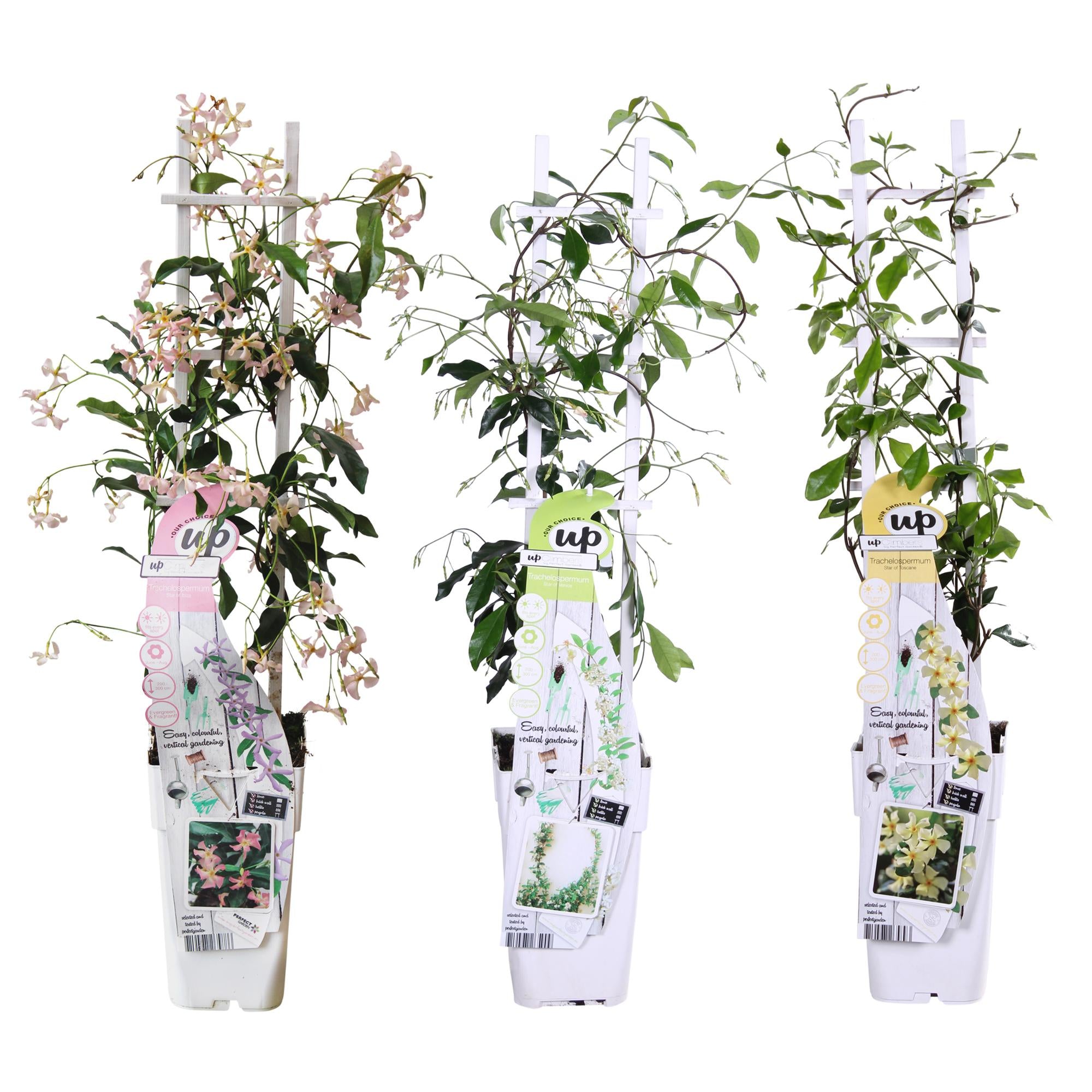 Set of 3 Trachelospermum Mix – evergreen climbing plants, 15 cm pot, 65 cm tall